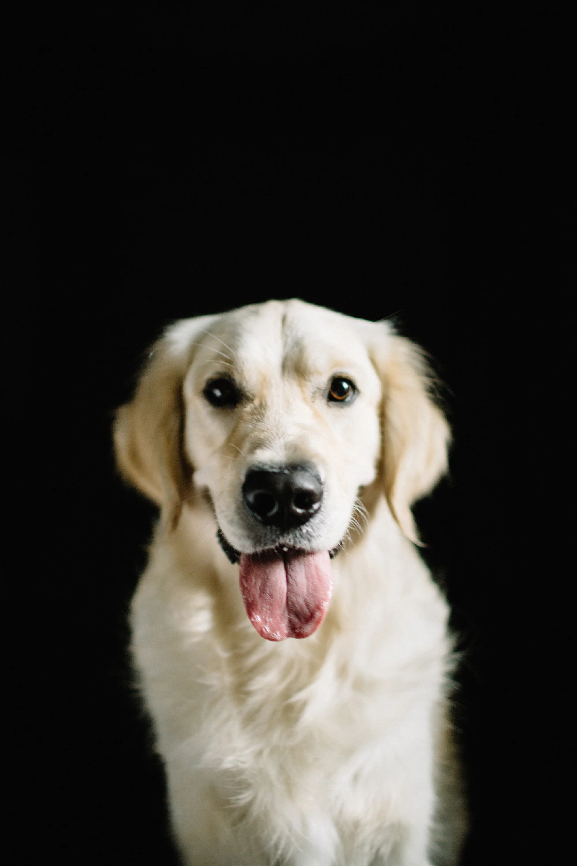 Jasmine - If you have young kids, Jasmine’s the perfect dog. Part playmate, part nanny, she’ll tire them out while keeping a watchful eye on everything. She also loves to cuddle at night!