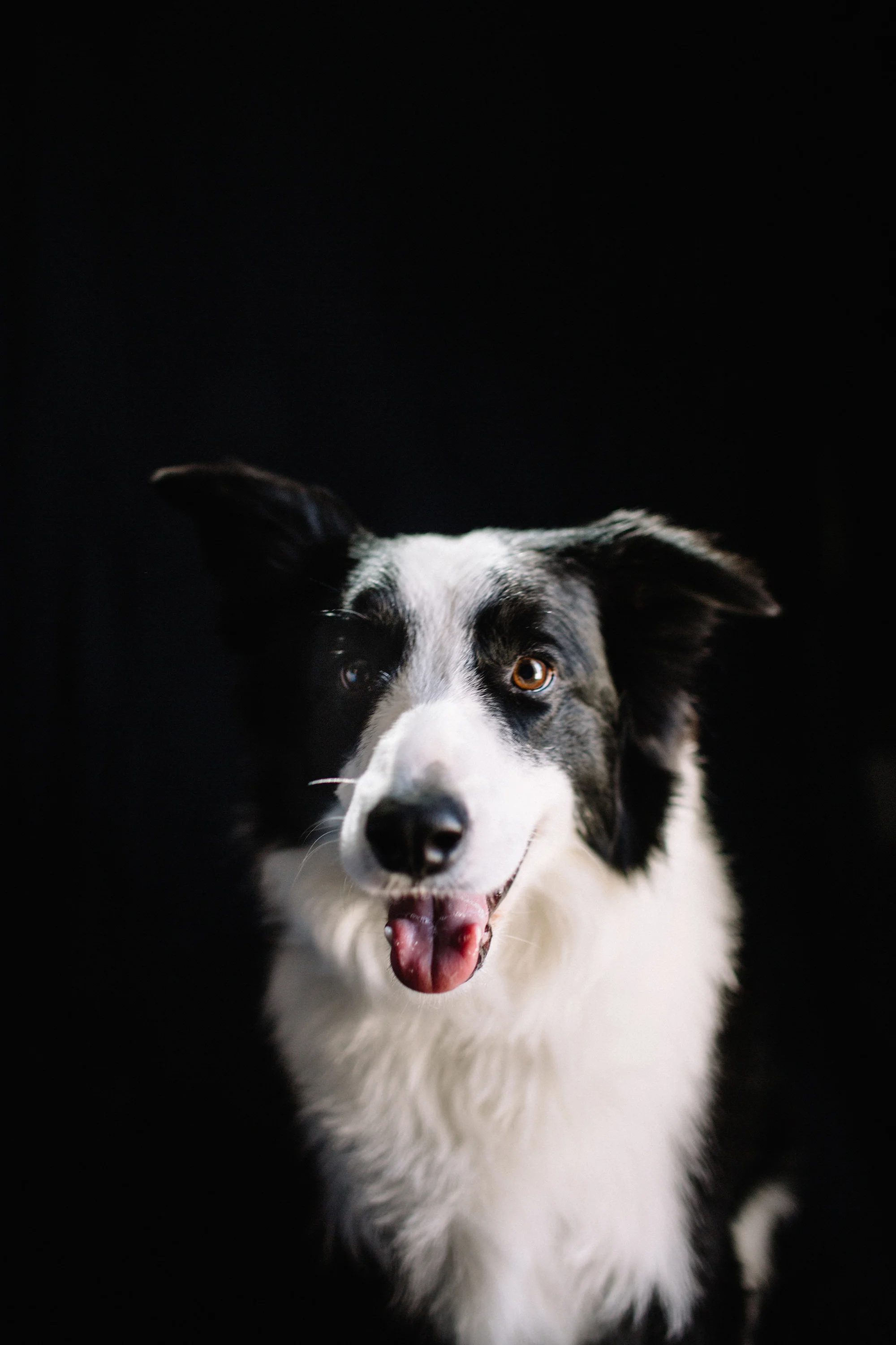 Michael - Intelligent, alert and a bit mischievous, Michael is always up for an adventure. Whether you’re jumping in the car for a weekend road trip or going for a run, he’ll be by your side.