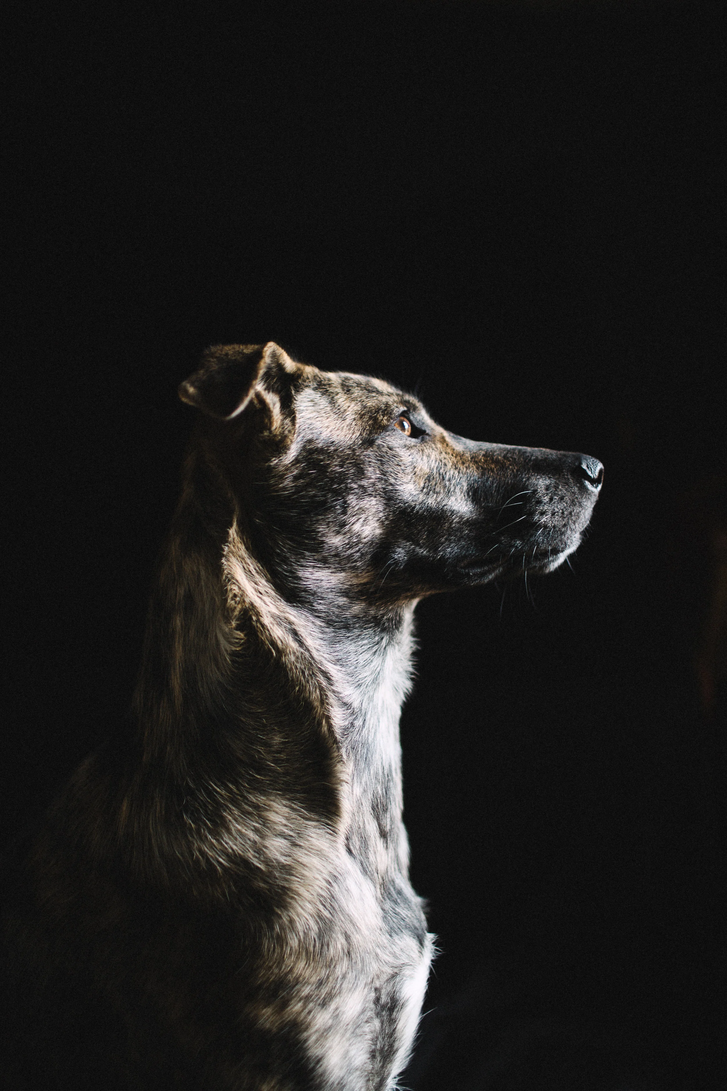 Dominic - If it’s tricks you’re after, Dominic is your dog. He’s a pro at running, fetching and catching a frisbee mid-flight. We can’t imagine a better companion for an active couple.