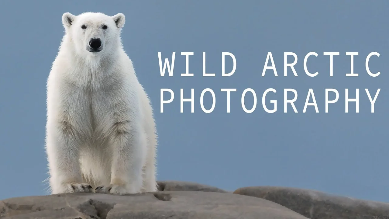 Wild Arctic Photography - Part I