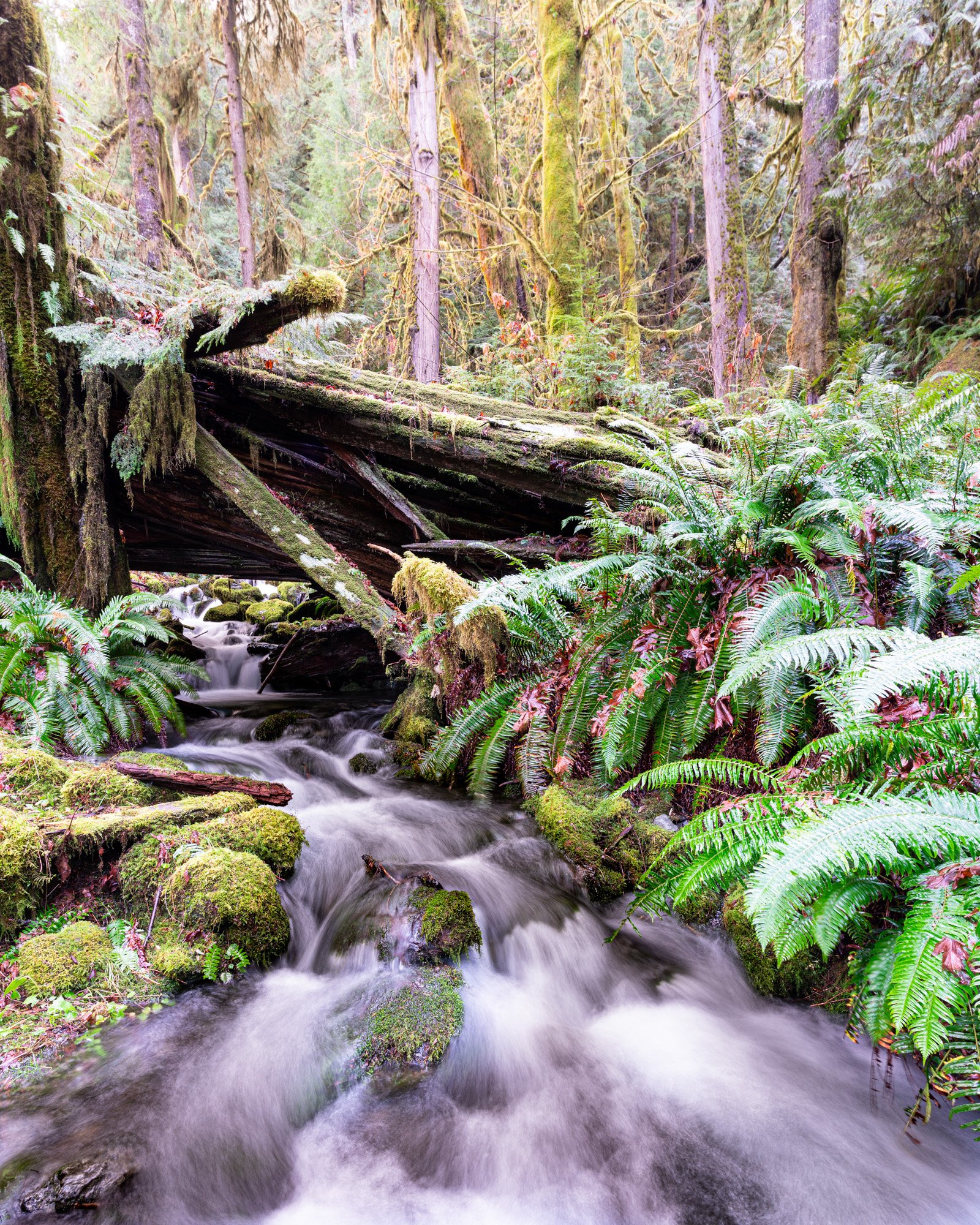 20210110_Quinault_OlympicNP_TWG09933.jpg