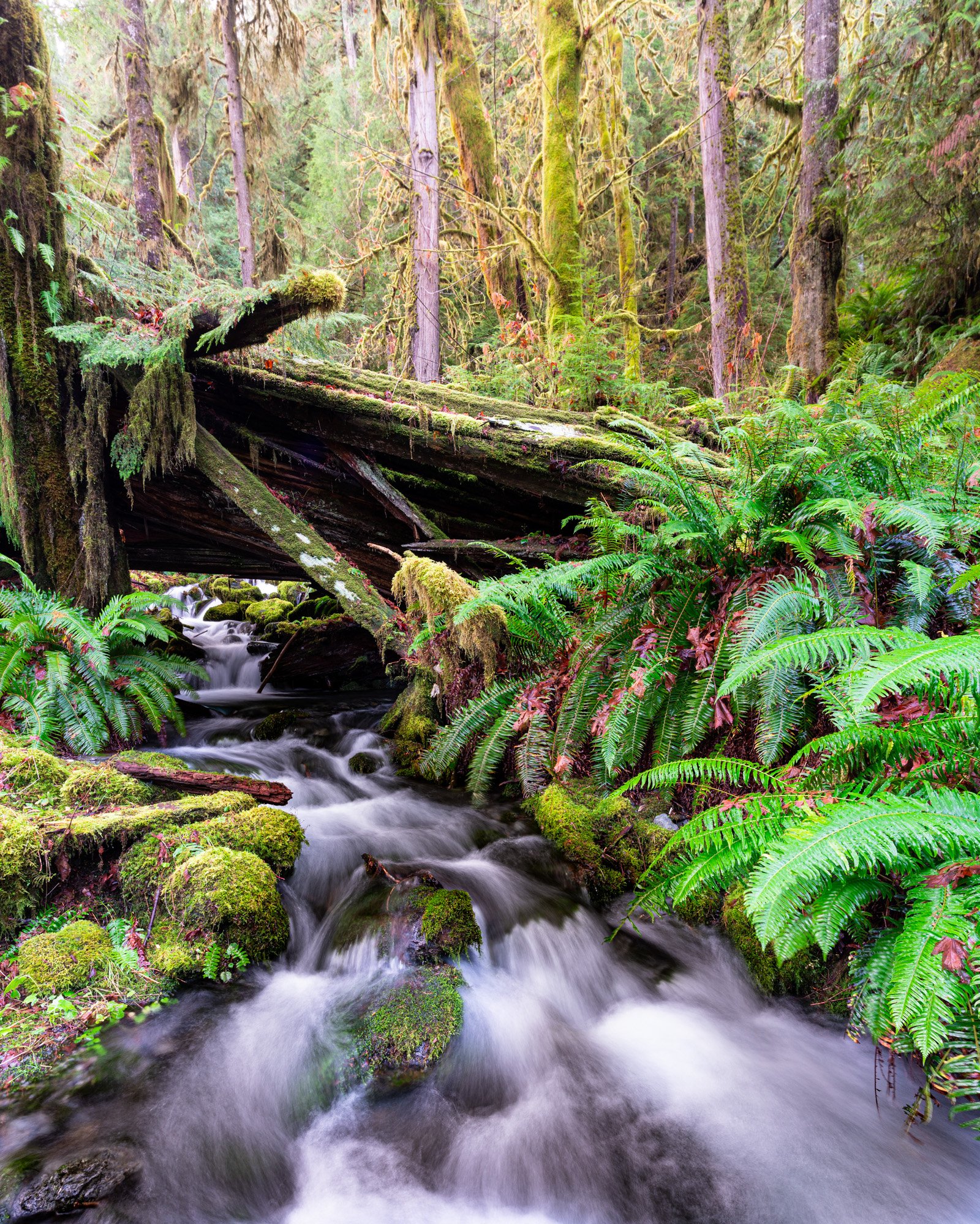 20210110_Quinault_OlympicNP_TWG09932.jpg