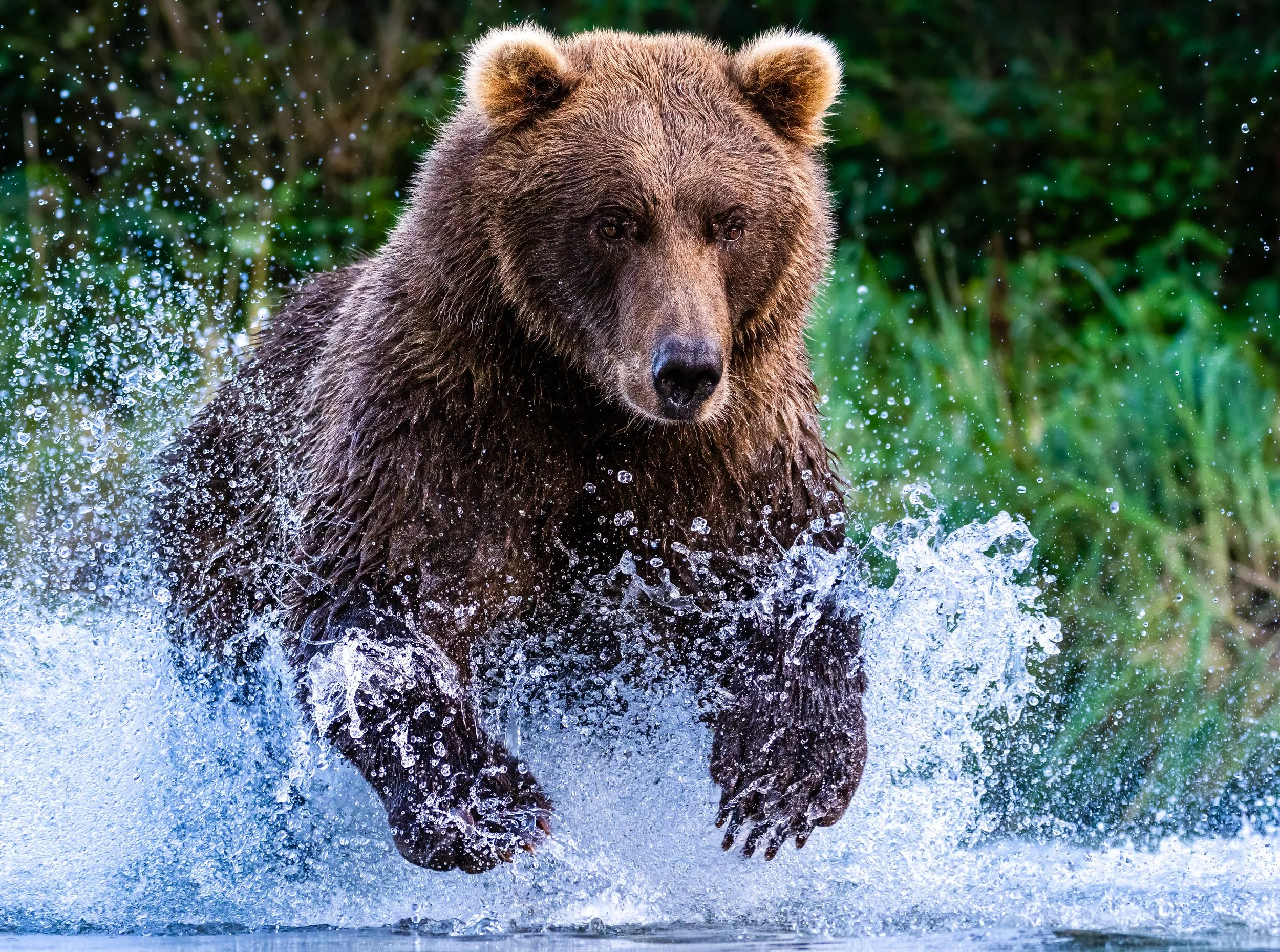 20220904-Alaska_katmai_McKay-DSC01412-Edit-2-2.jpg