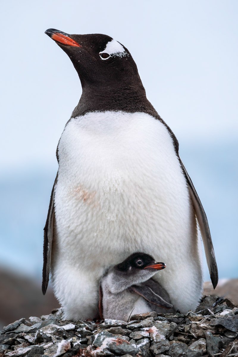 20190202_Antarctica_T_A06856-Edit.jpg