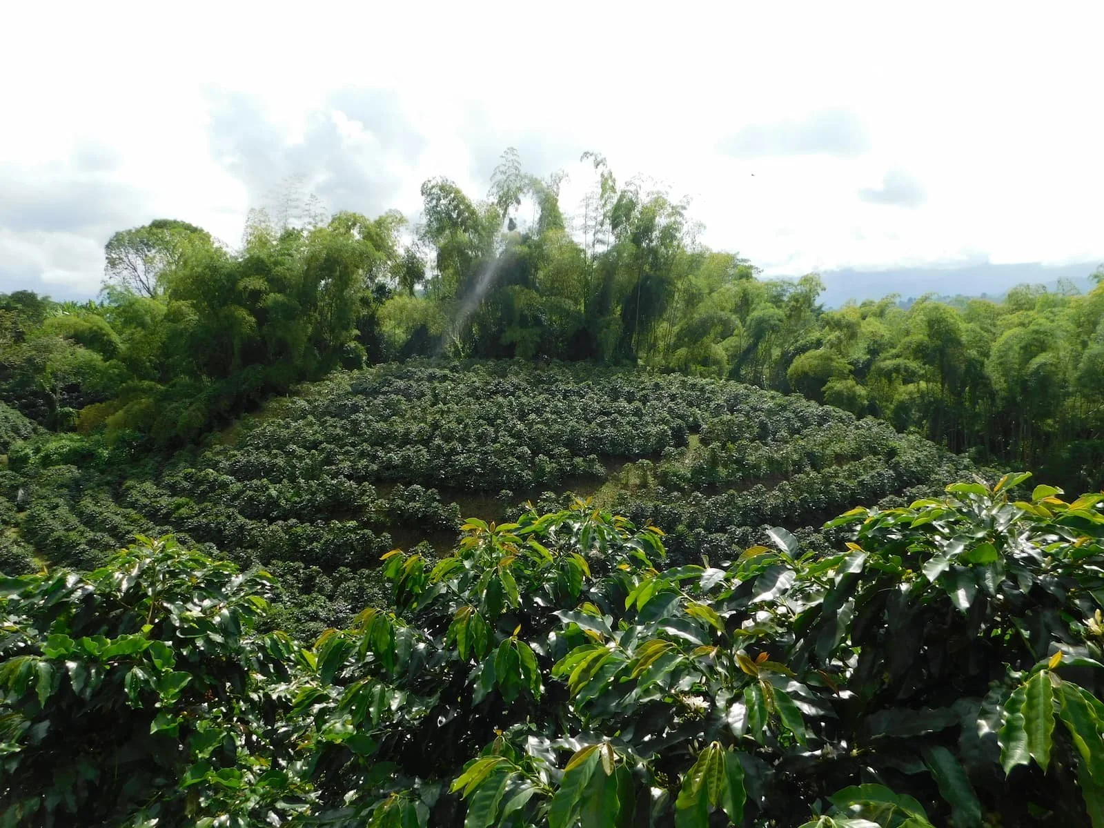 Arturo Arango Farm.jpg