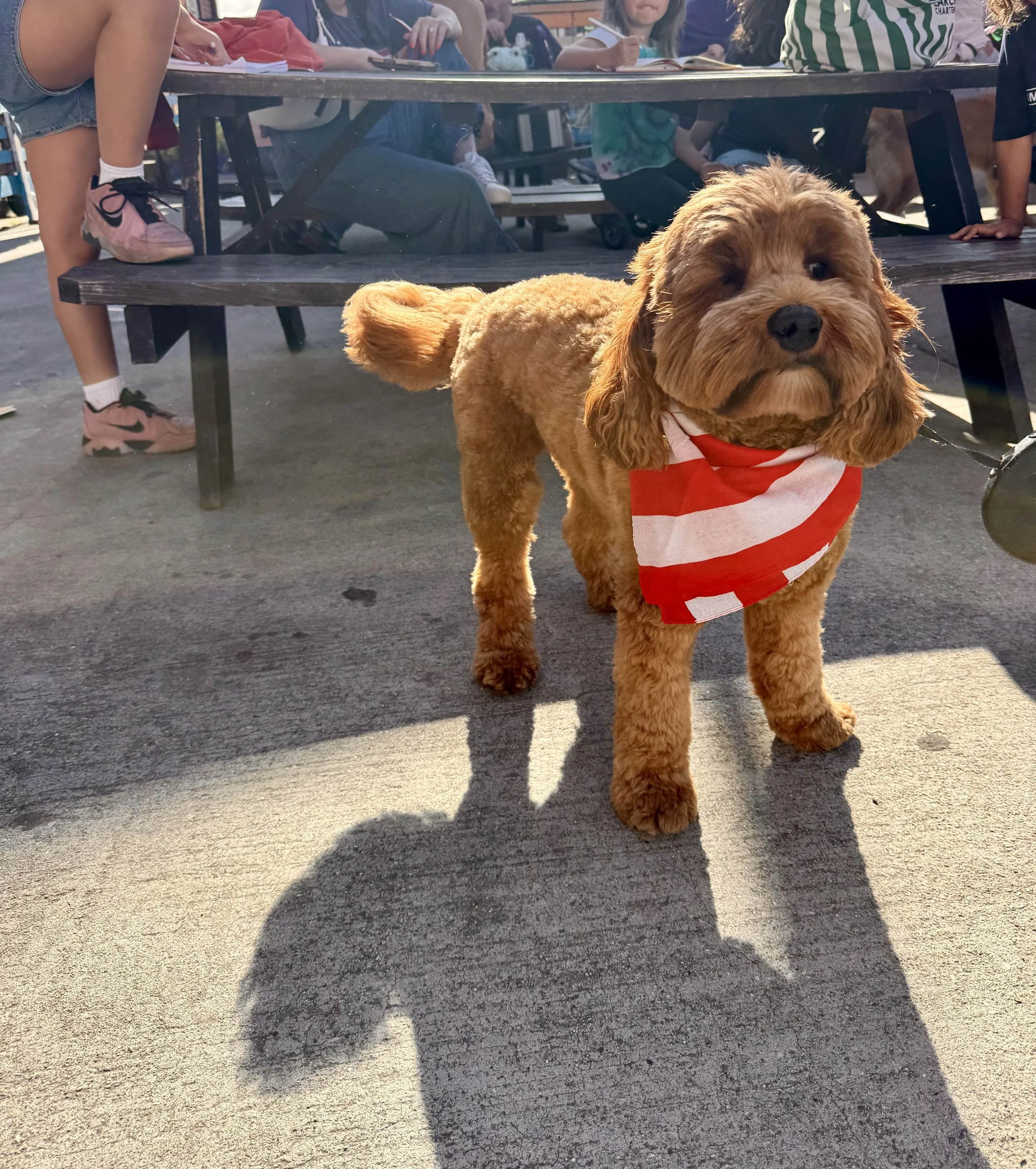 dog usa.jpg