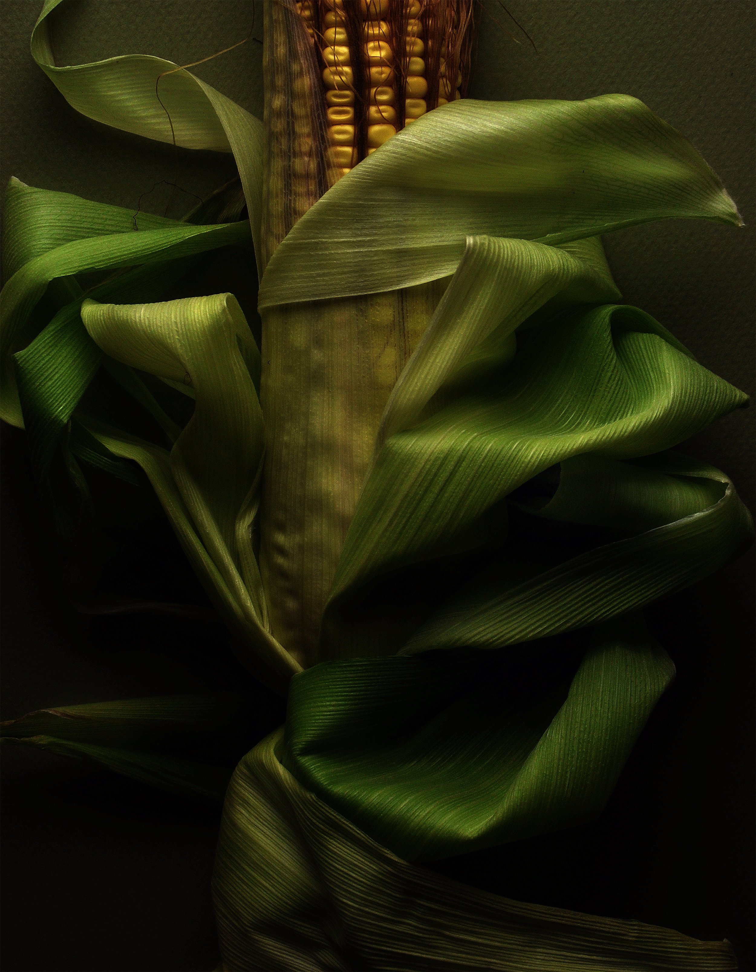 Summer Corn No 6