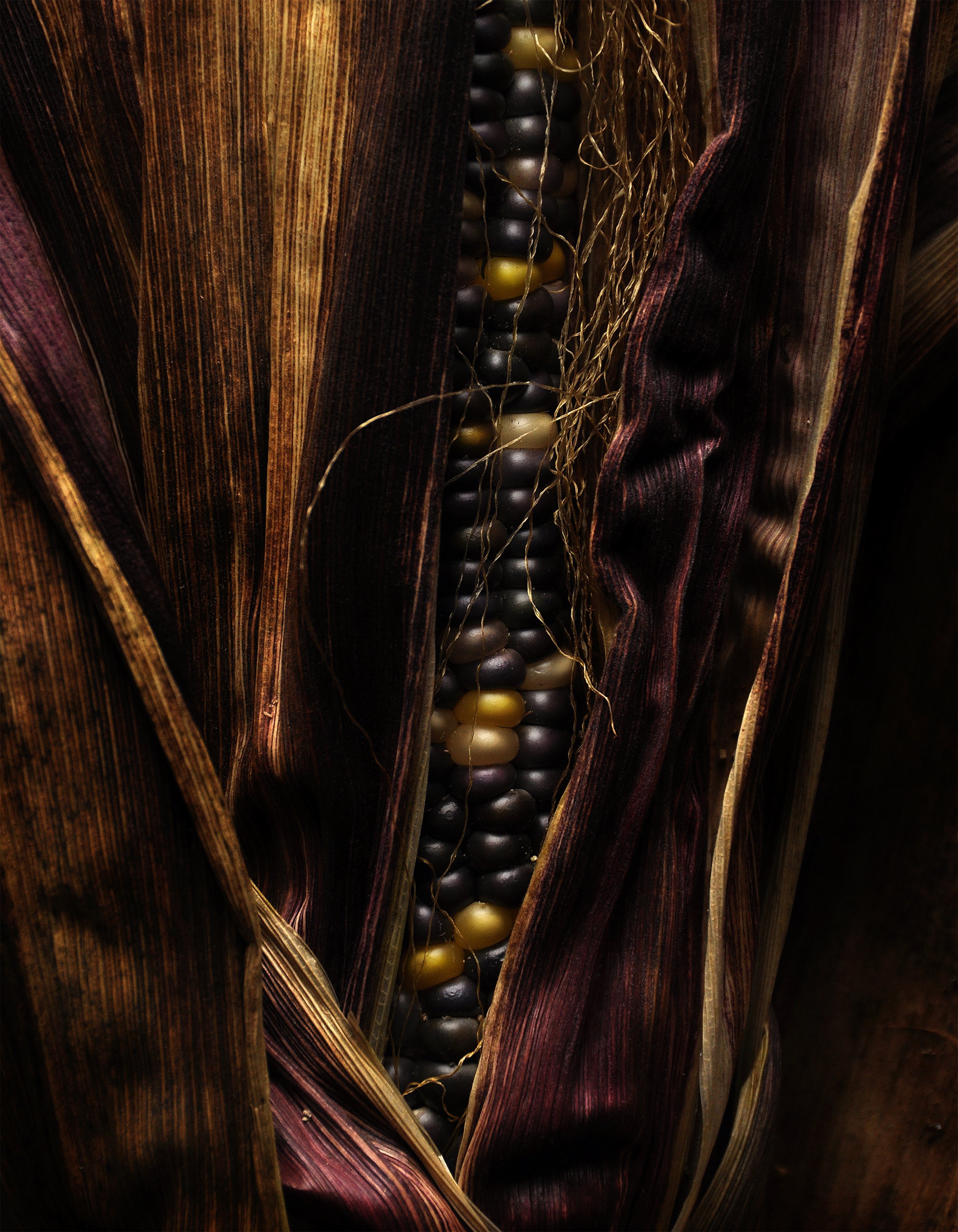 Decorative Corn No 17