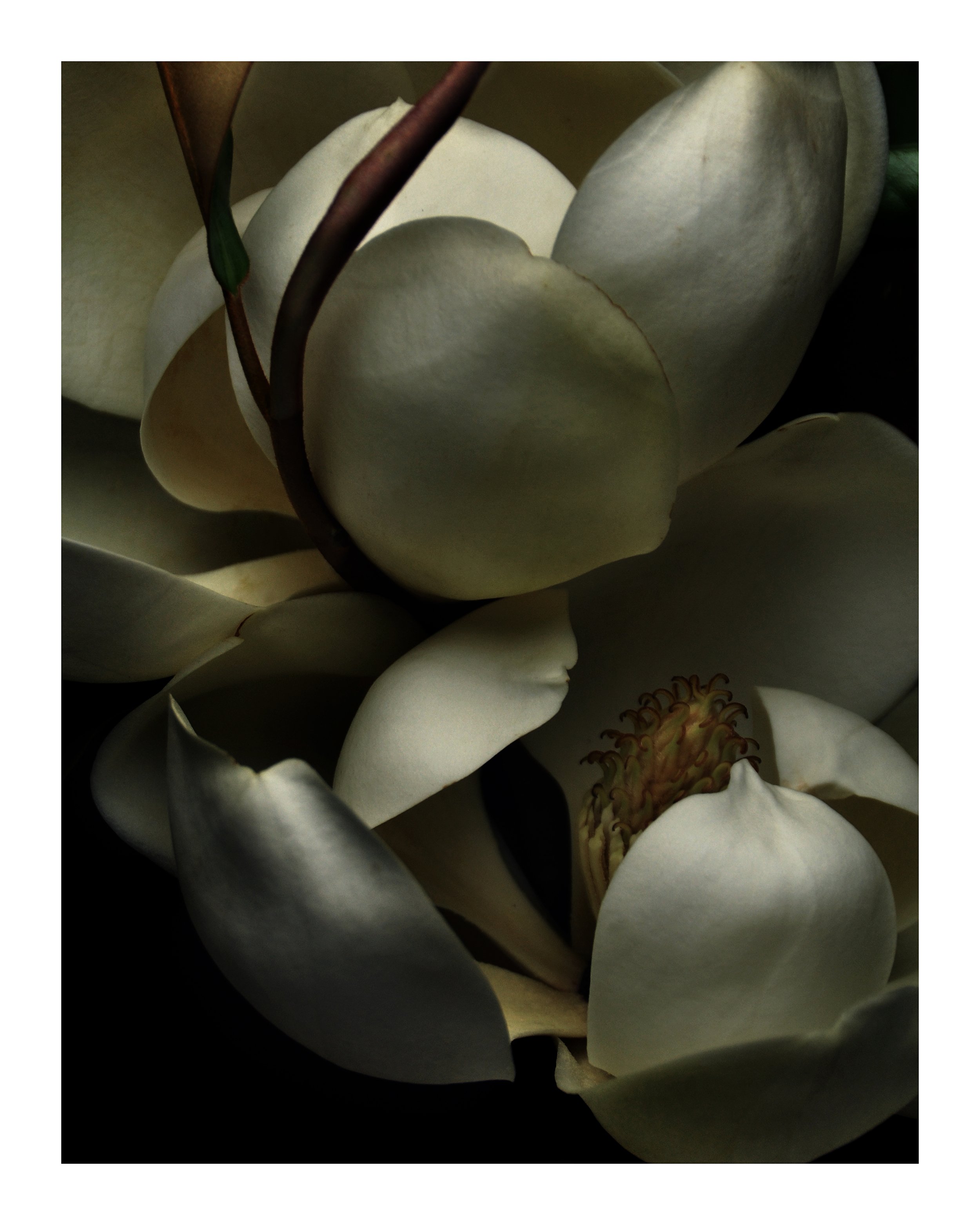 Grandiflora Magnolias No 3