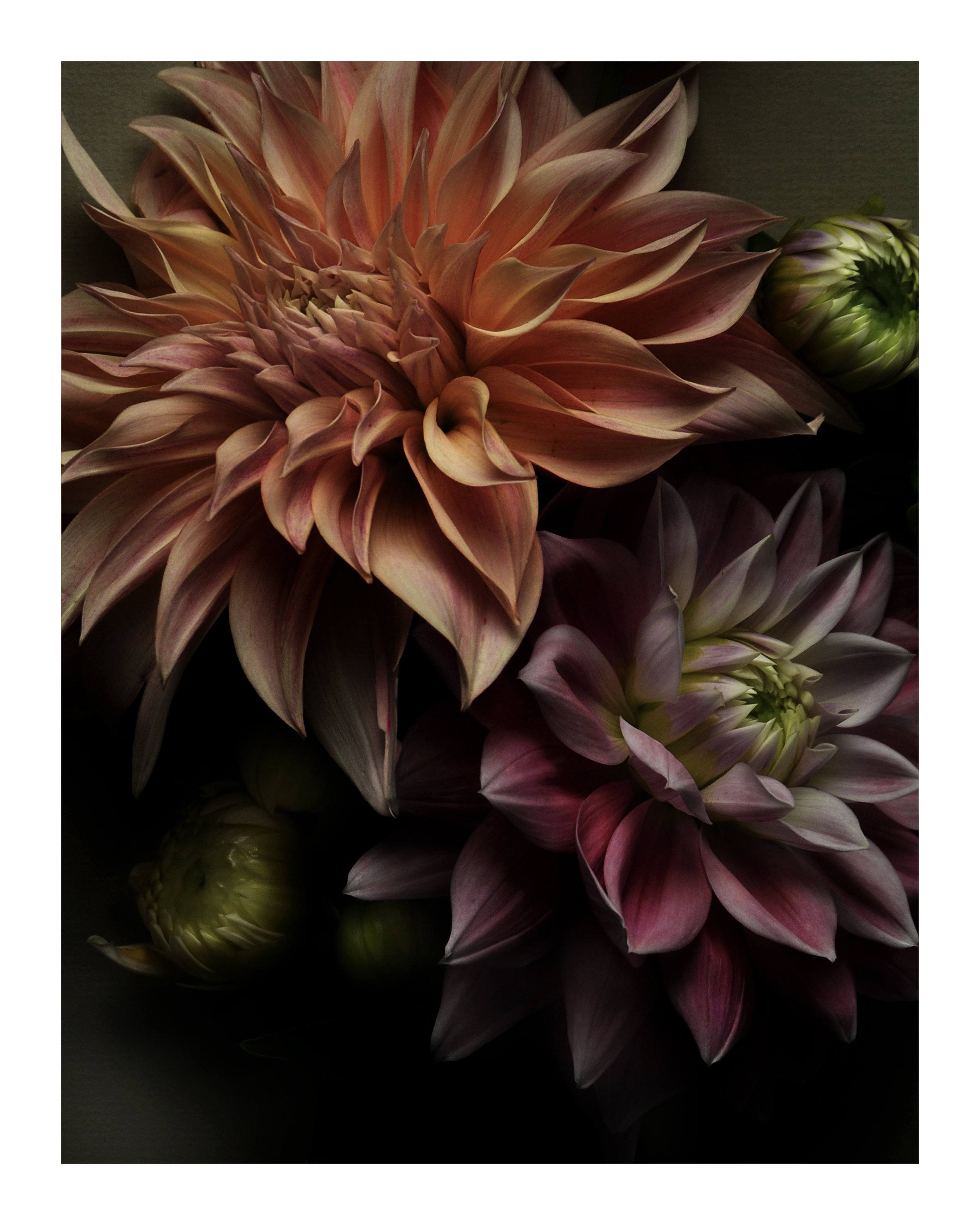 Dahlias No 1