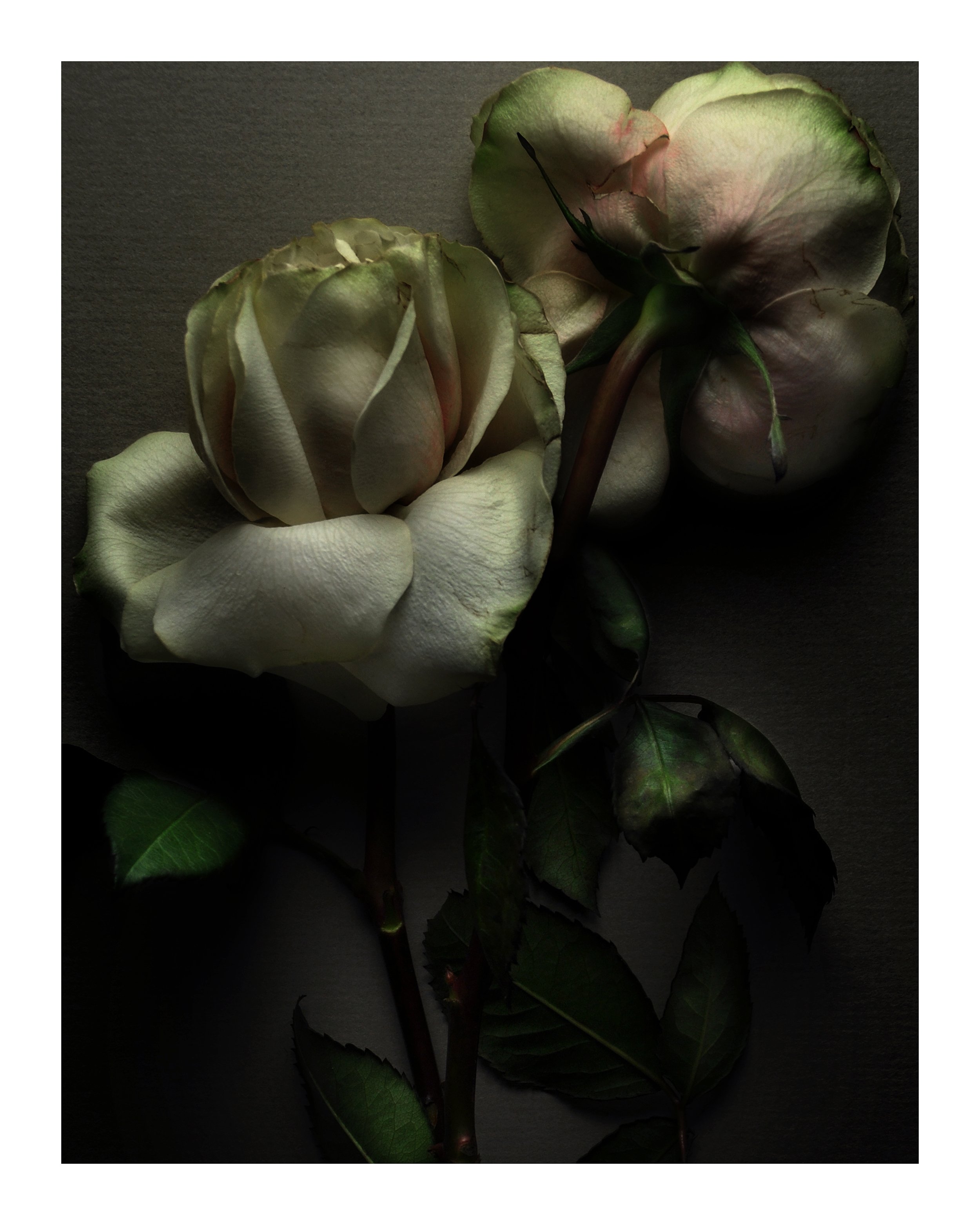 Faded Roses