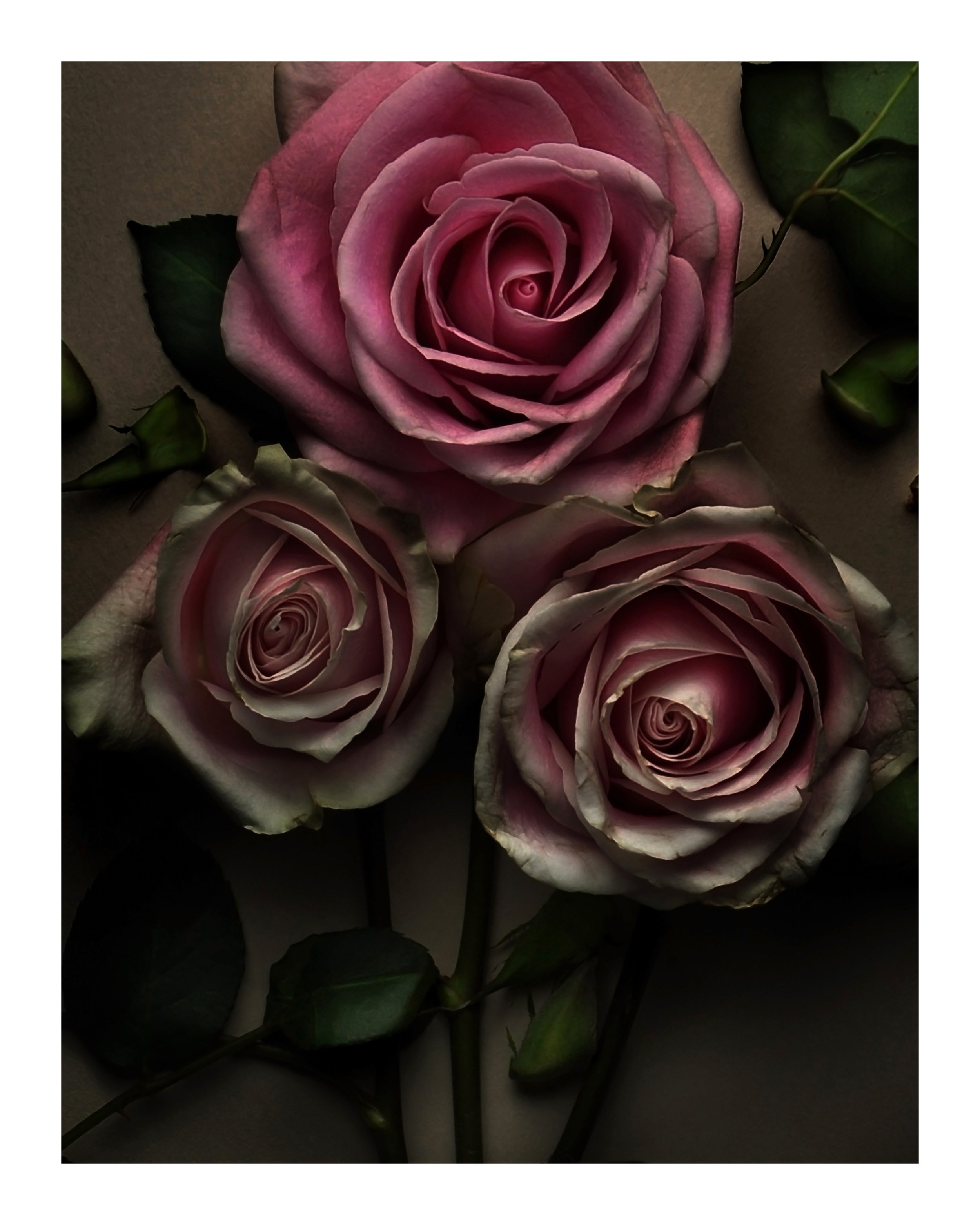 Three Roses