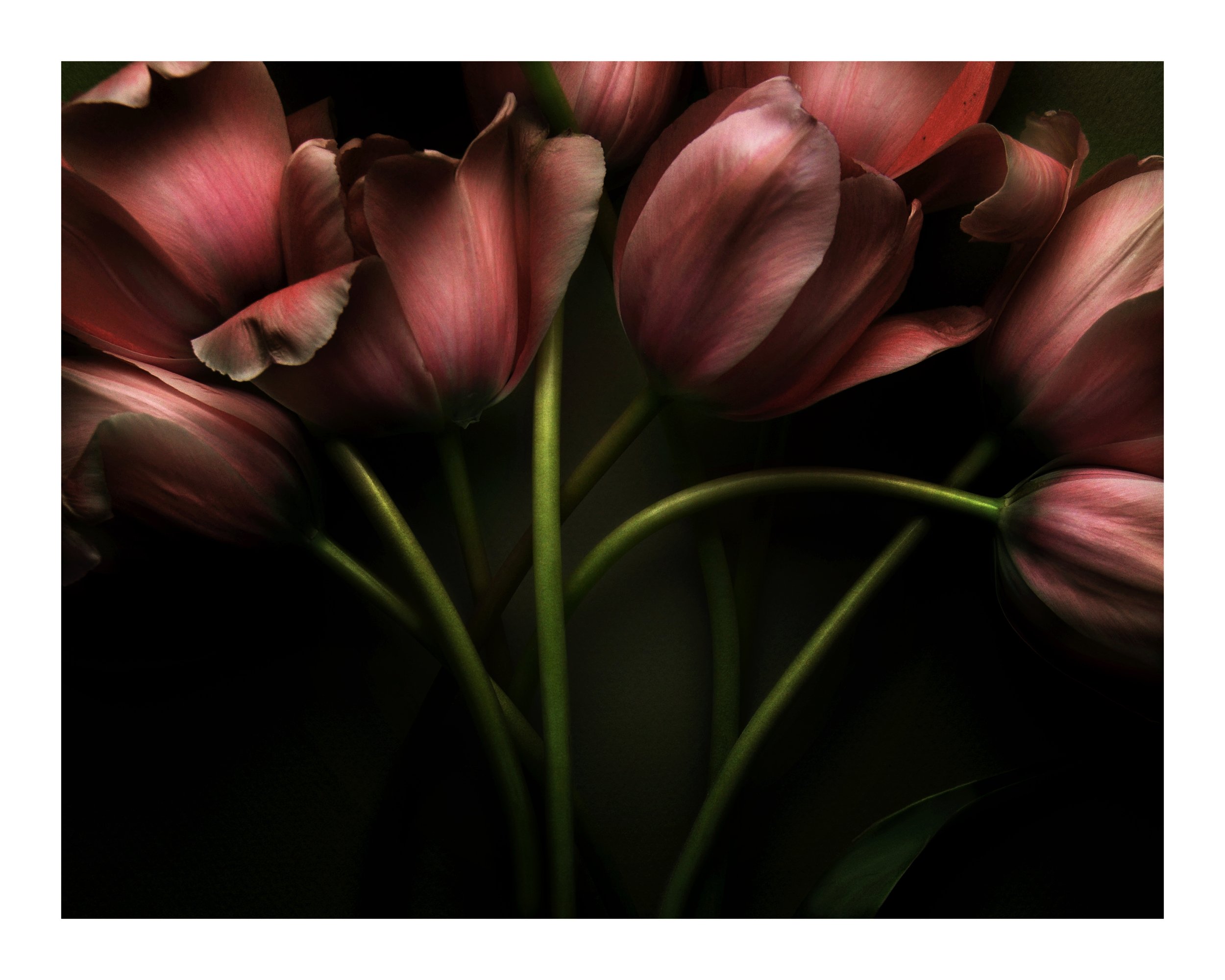 Multi Pink Tulips