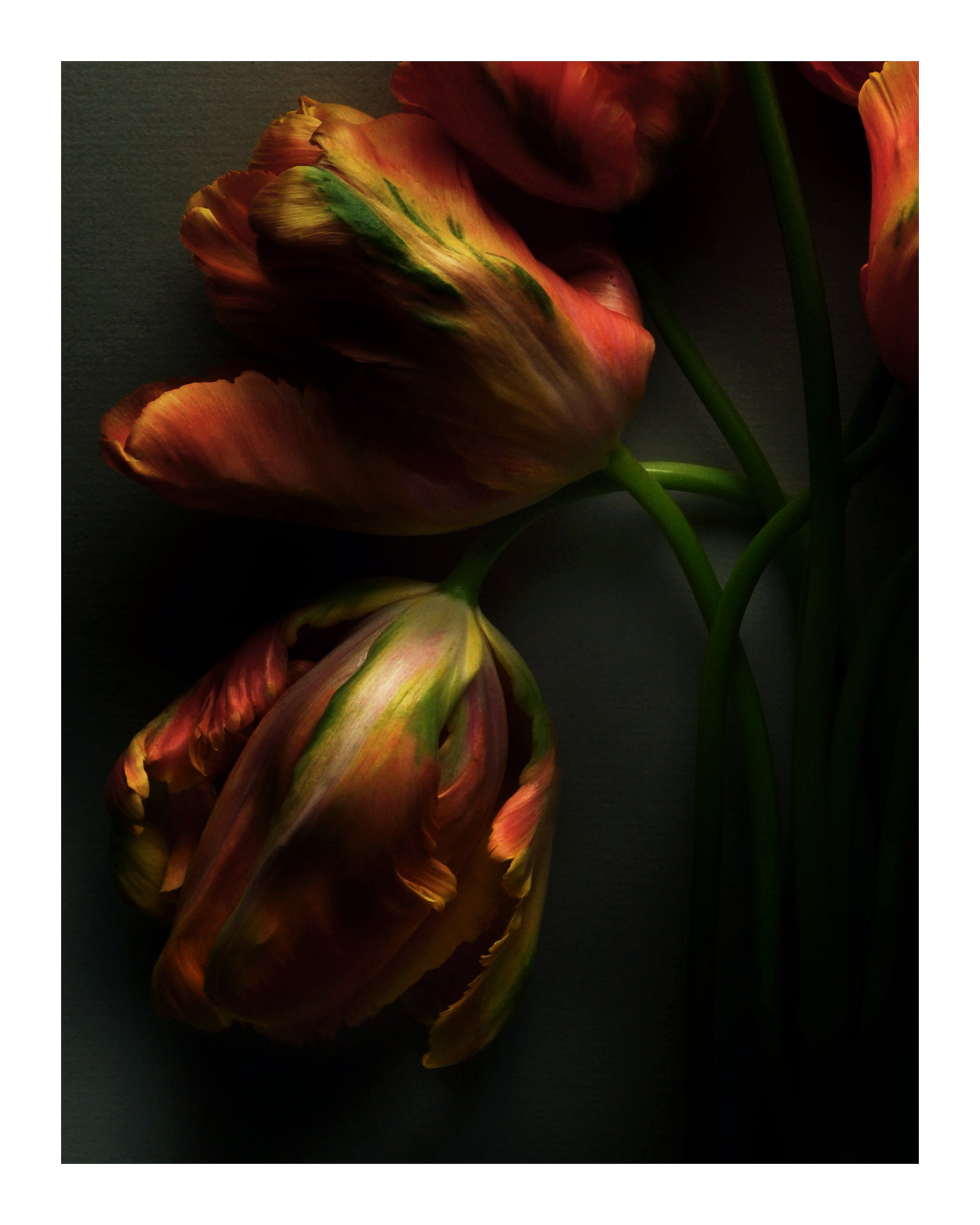 Sleeping Parrot Tulips