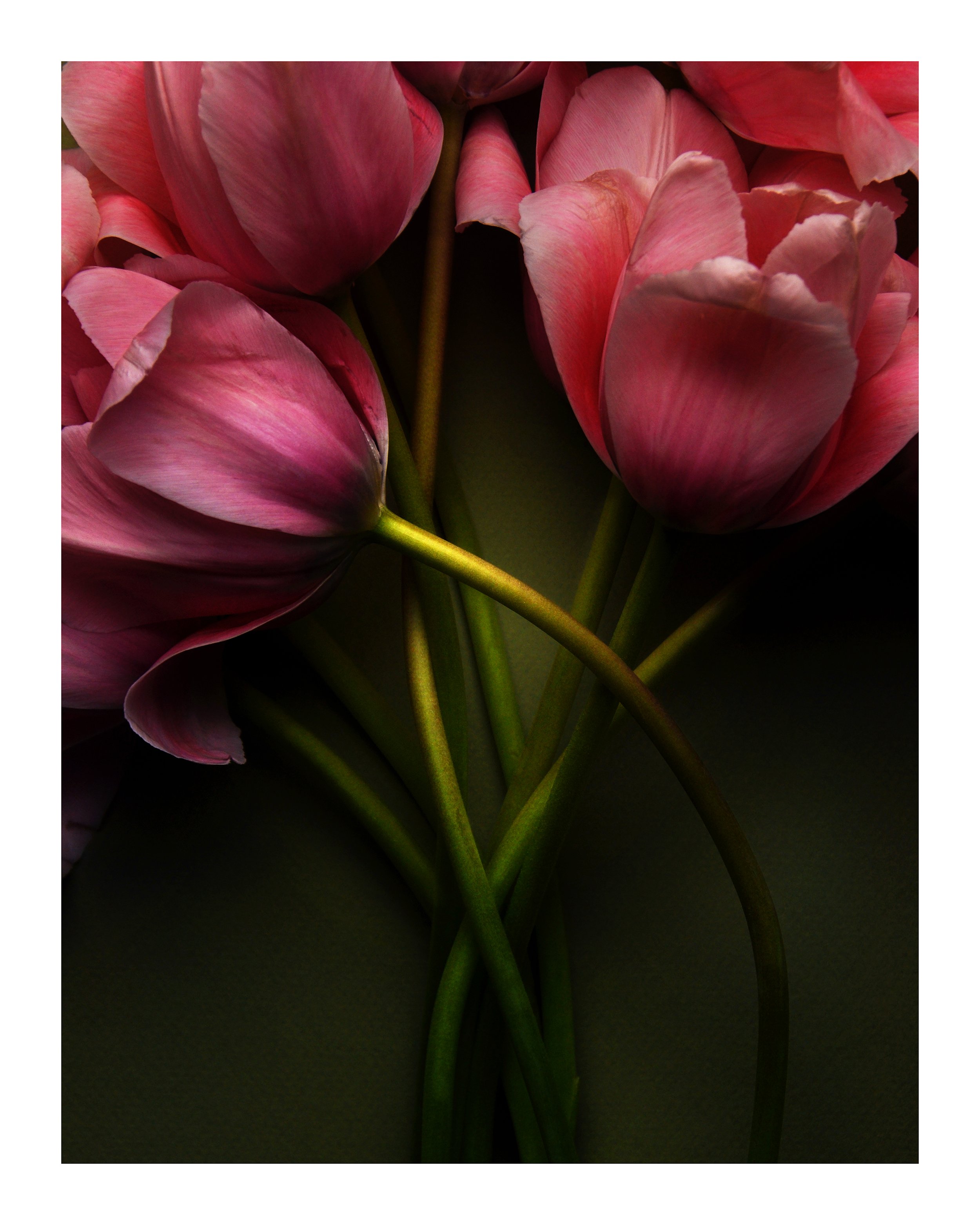 Pink Tulips and Stems