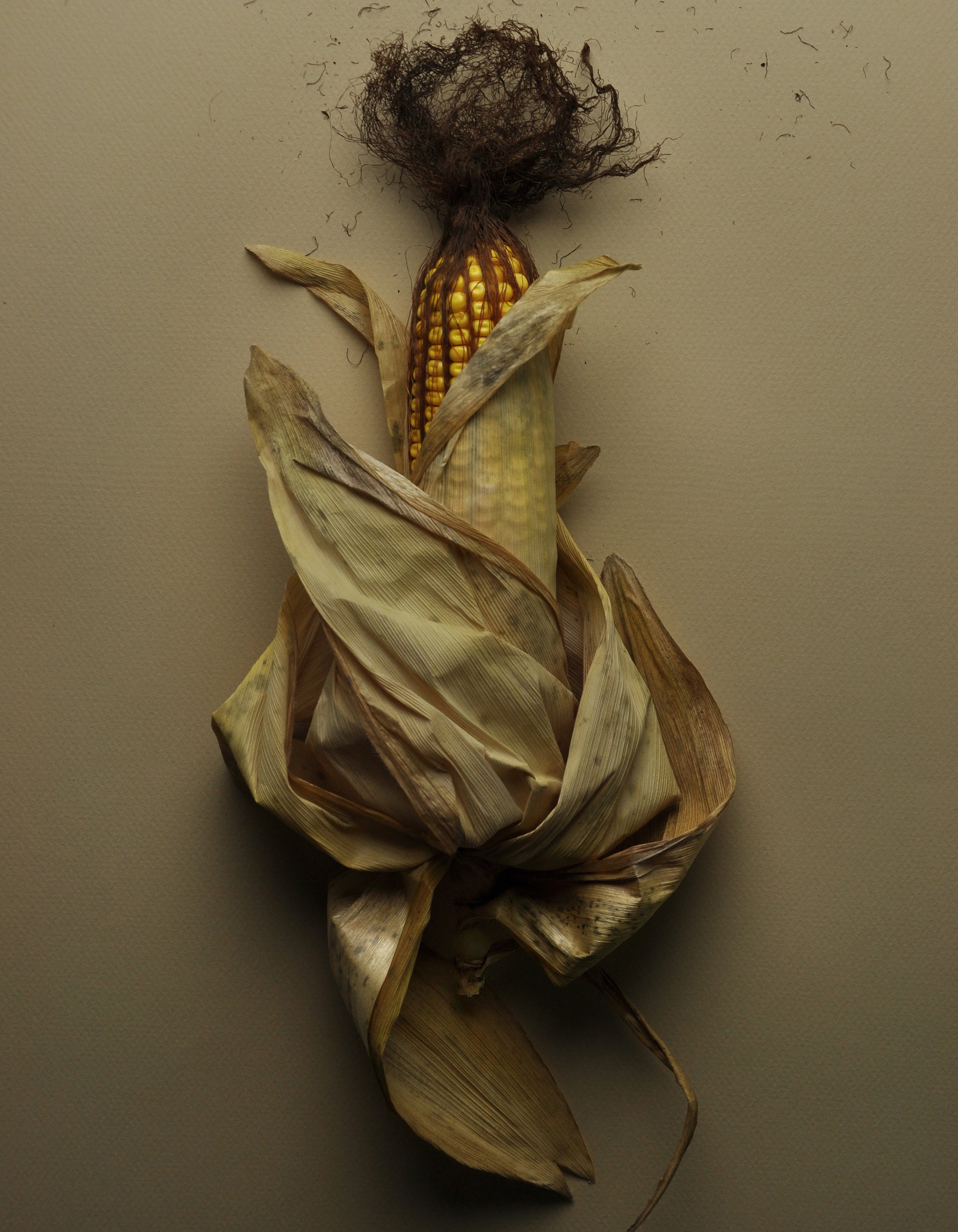 Autumn Corn No 1