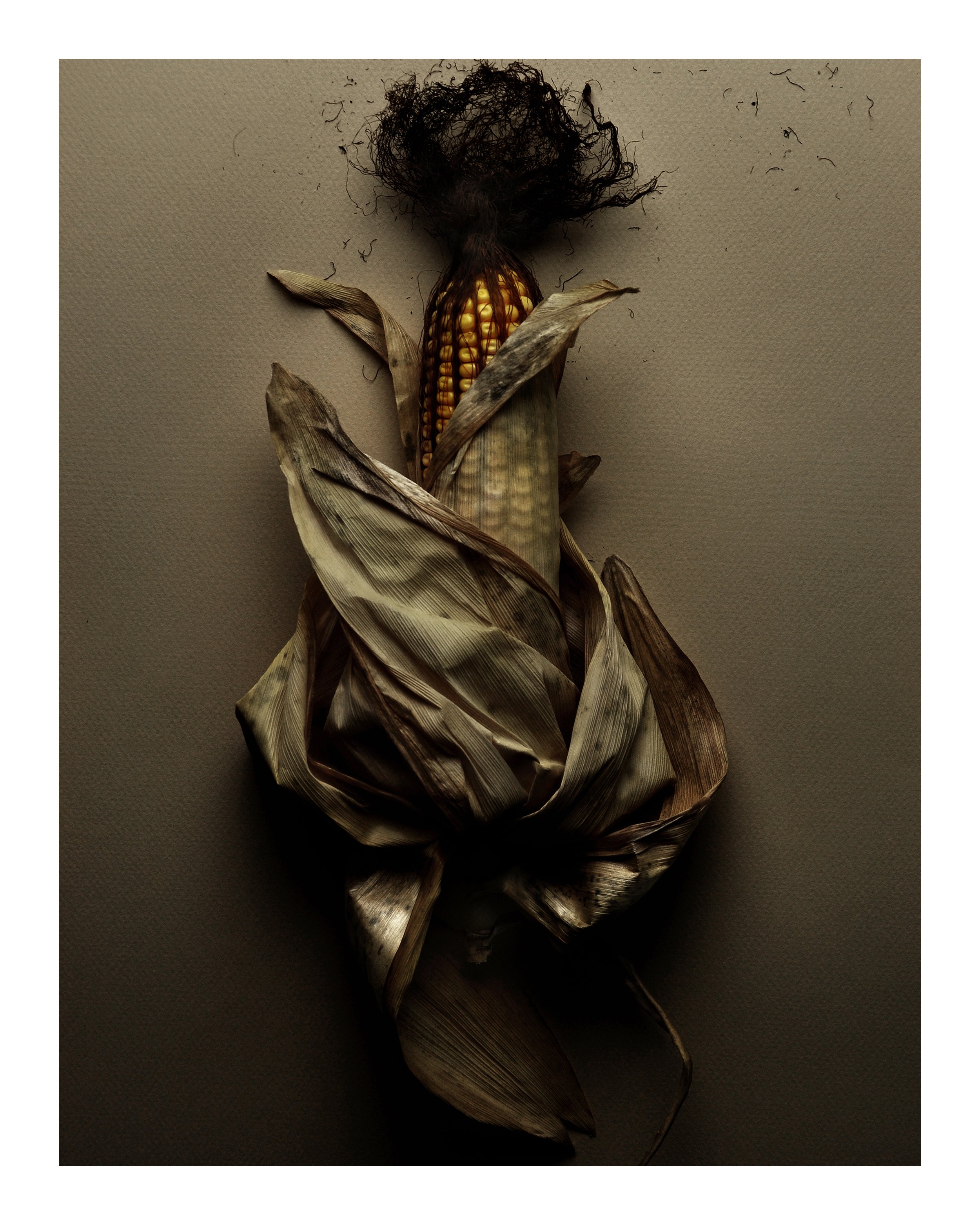 Autumn Corn No 1