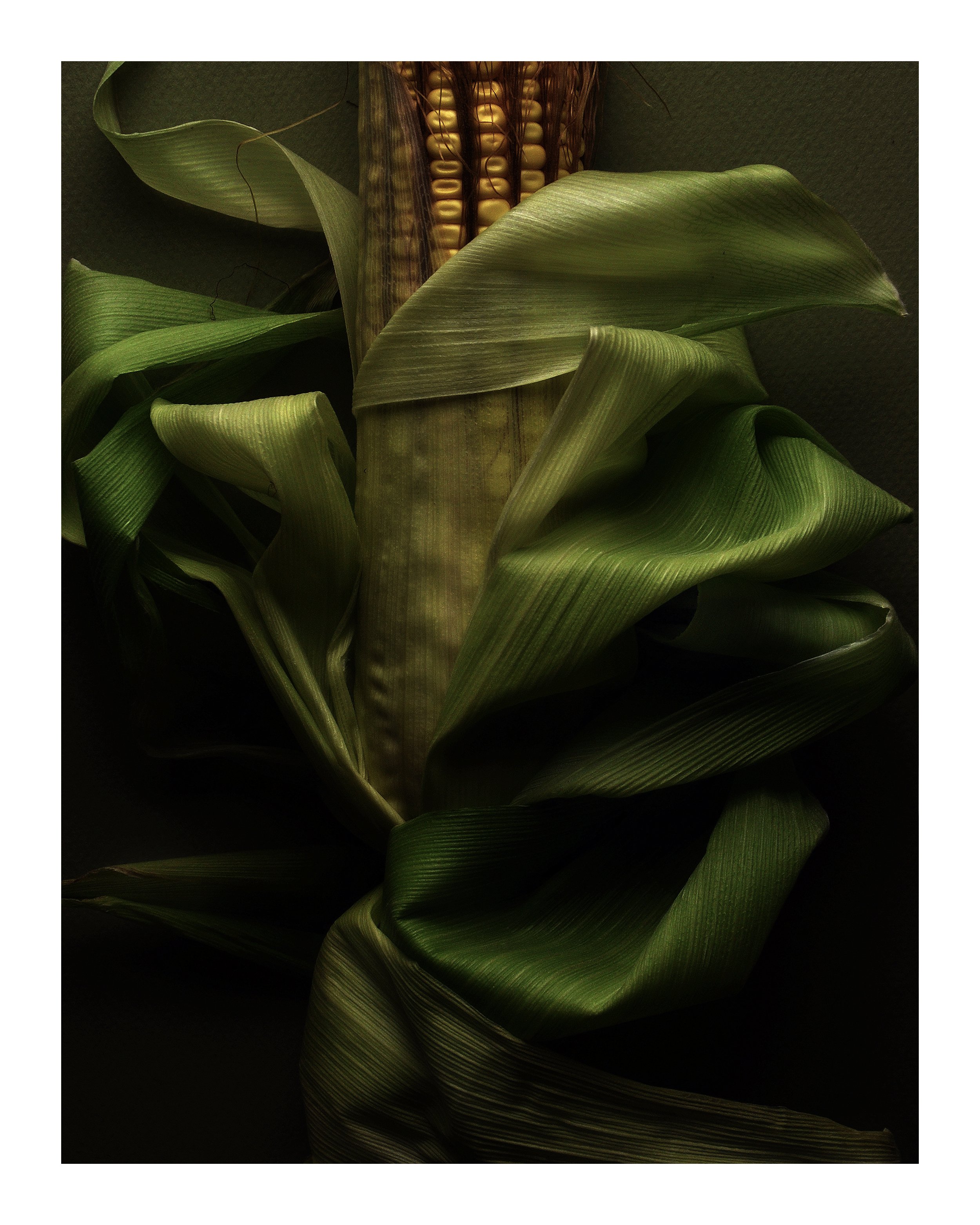 Summer Corn No 6