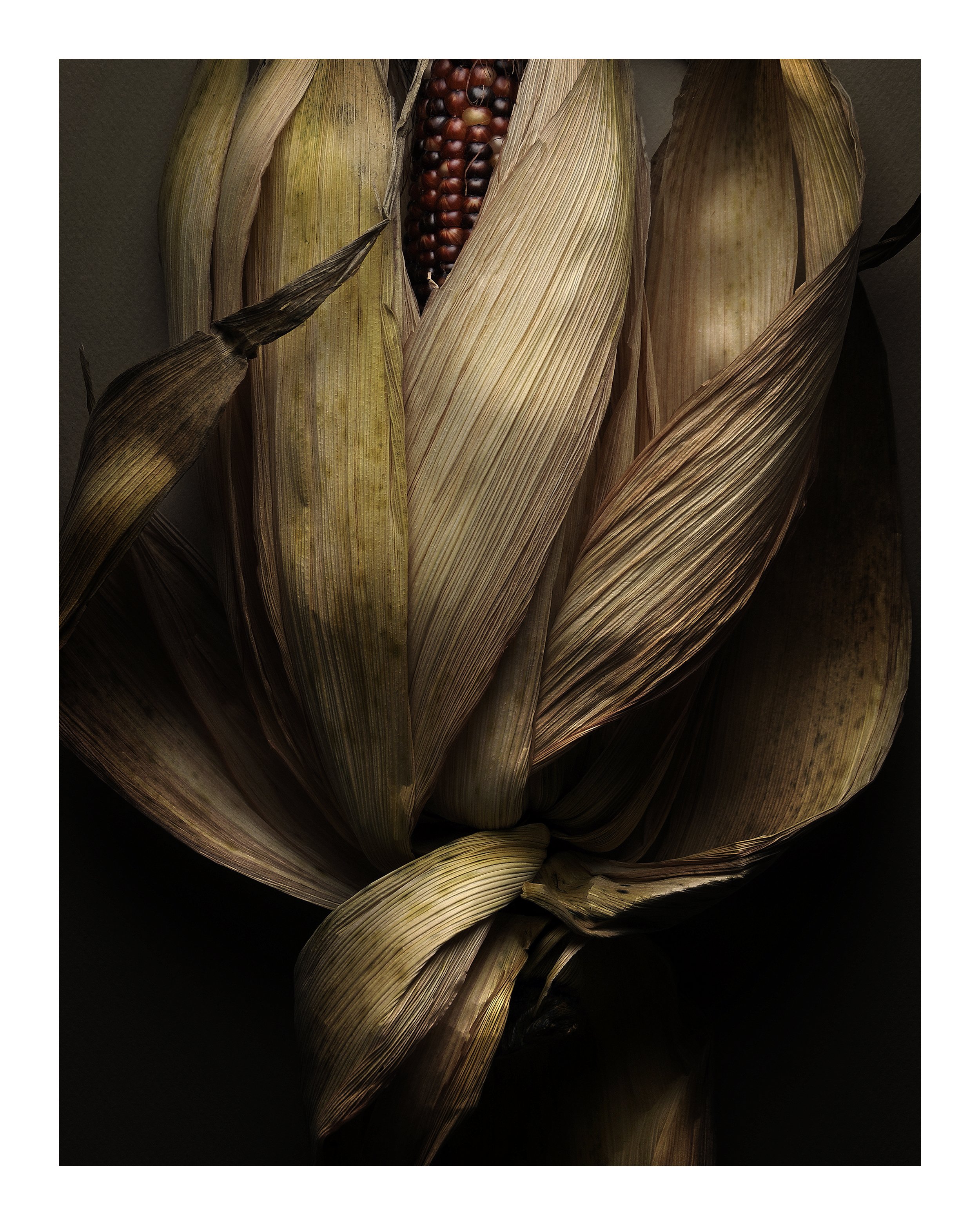 Decorative Corn No 16