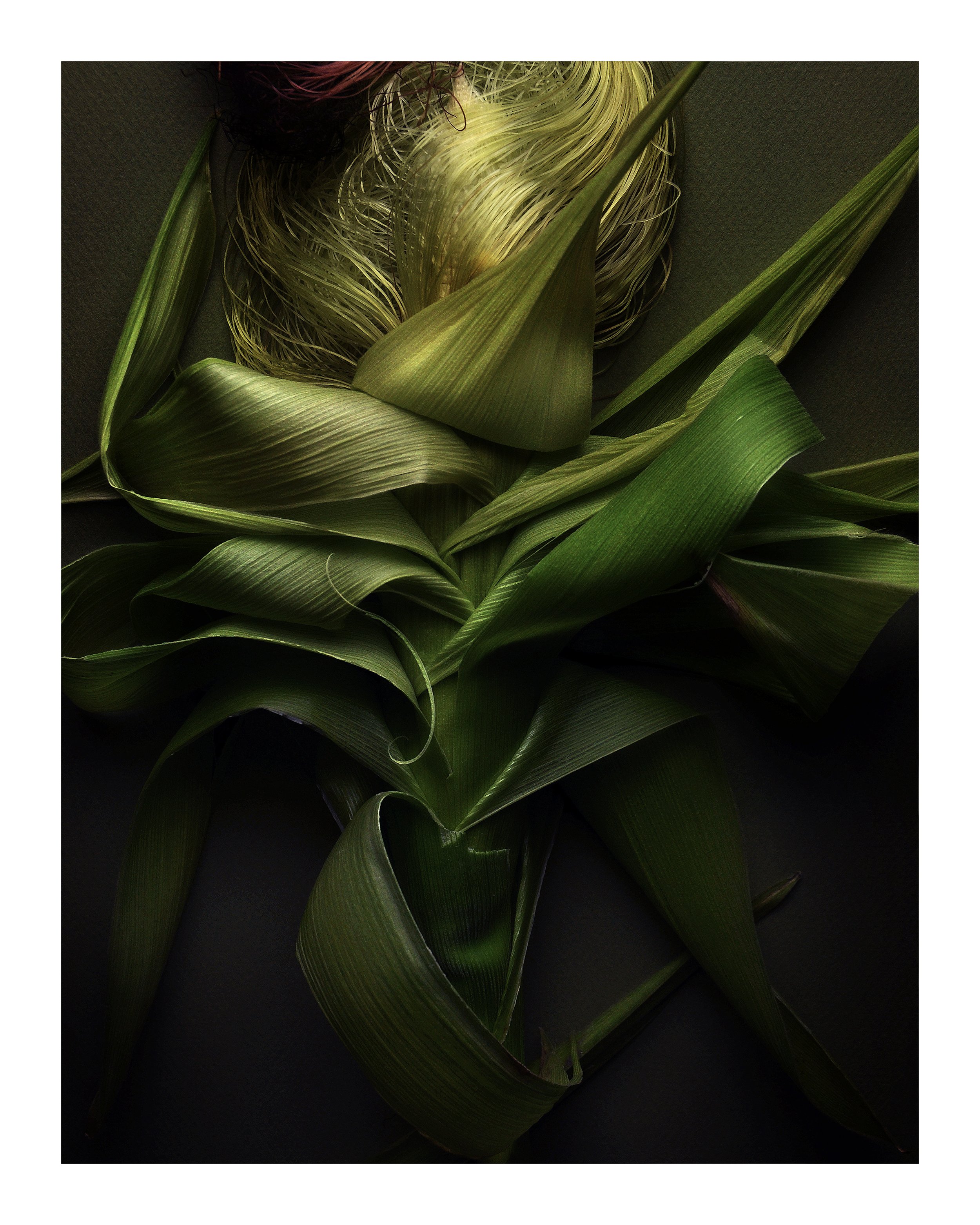 Early Corn No 1