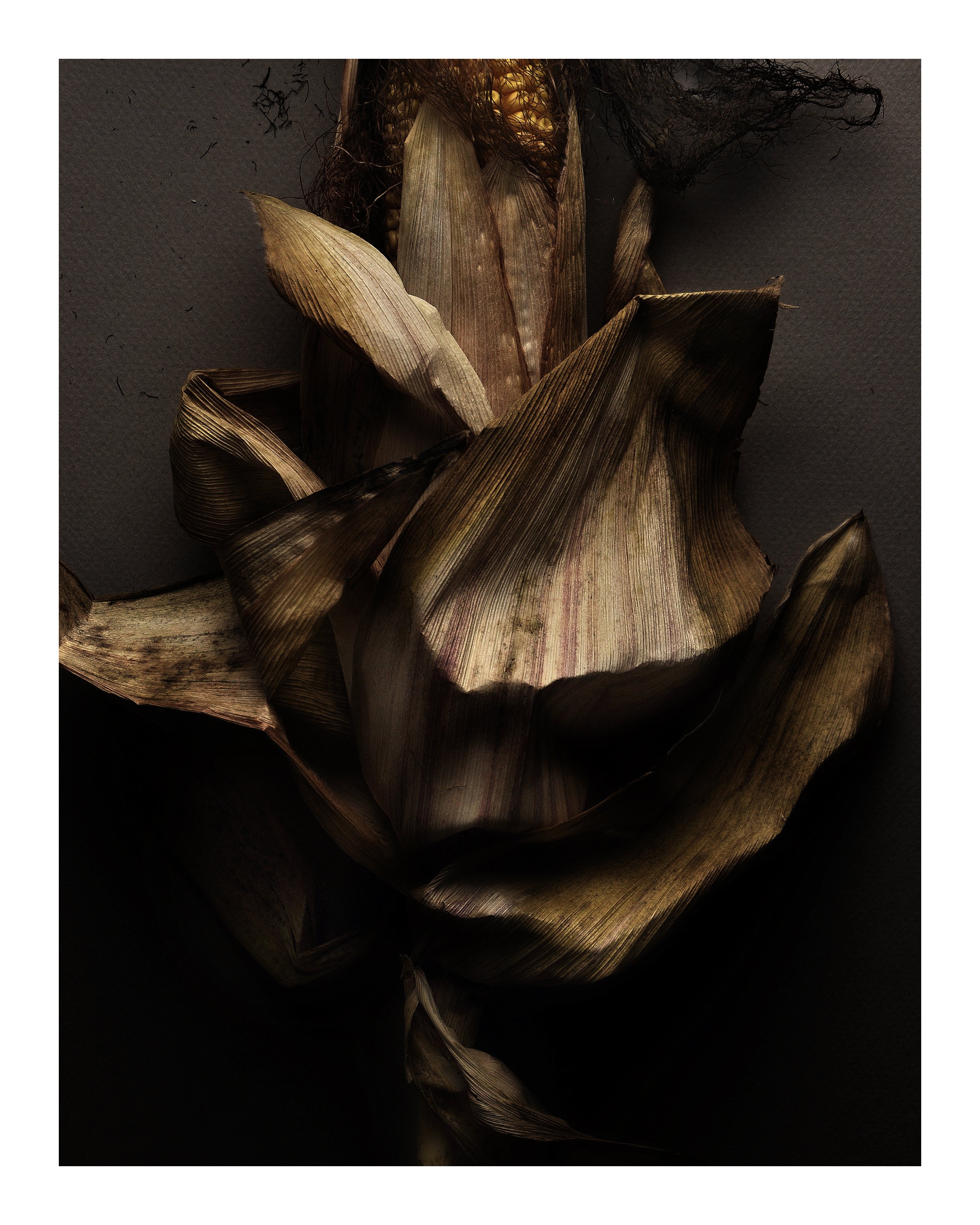 Autumn Corn 19 No 3
