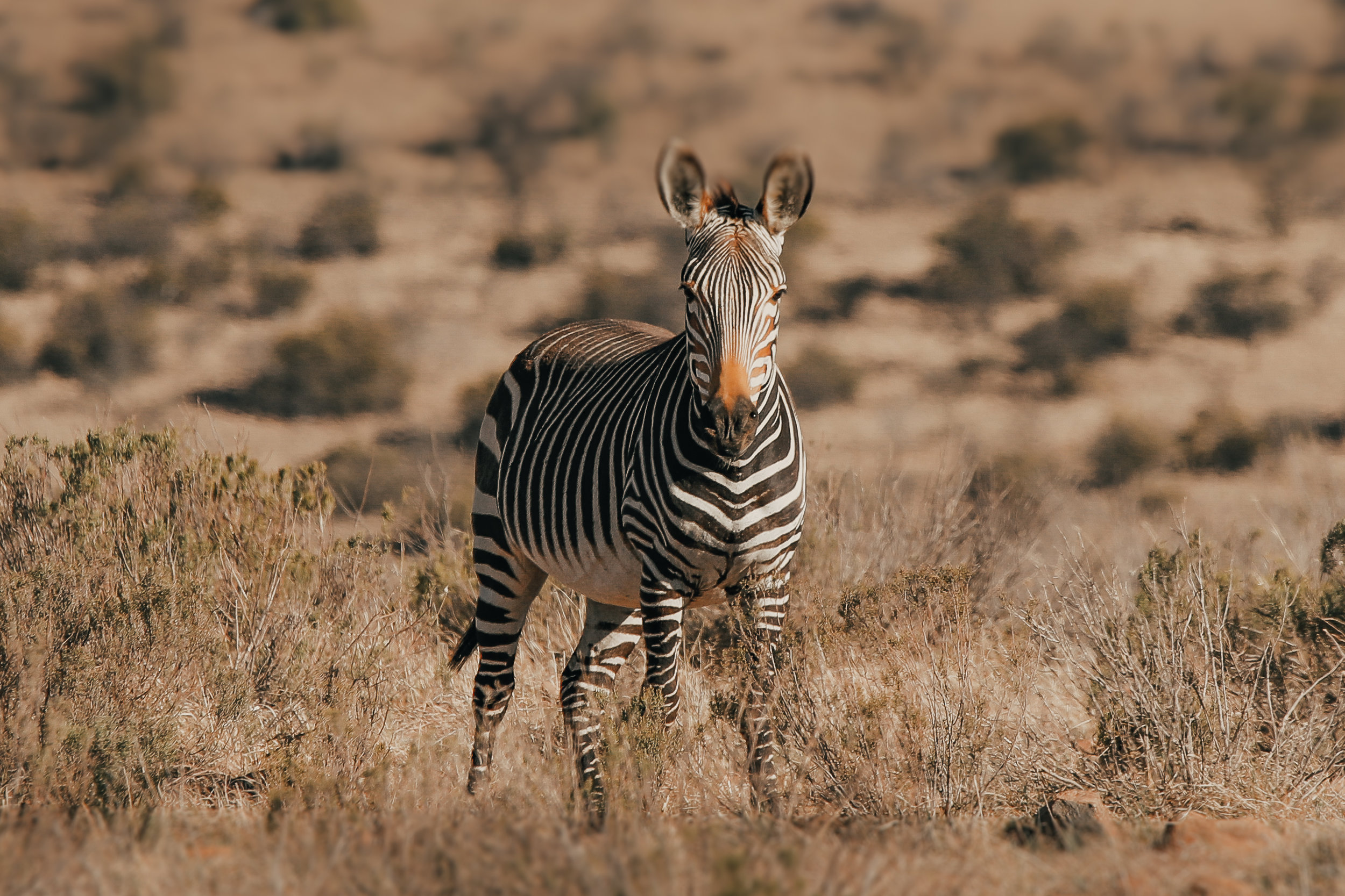  Mountain Zebra National Park, South Africa