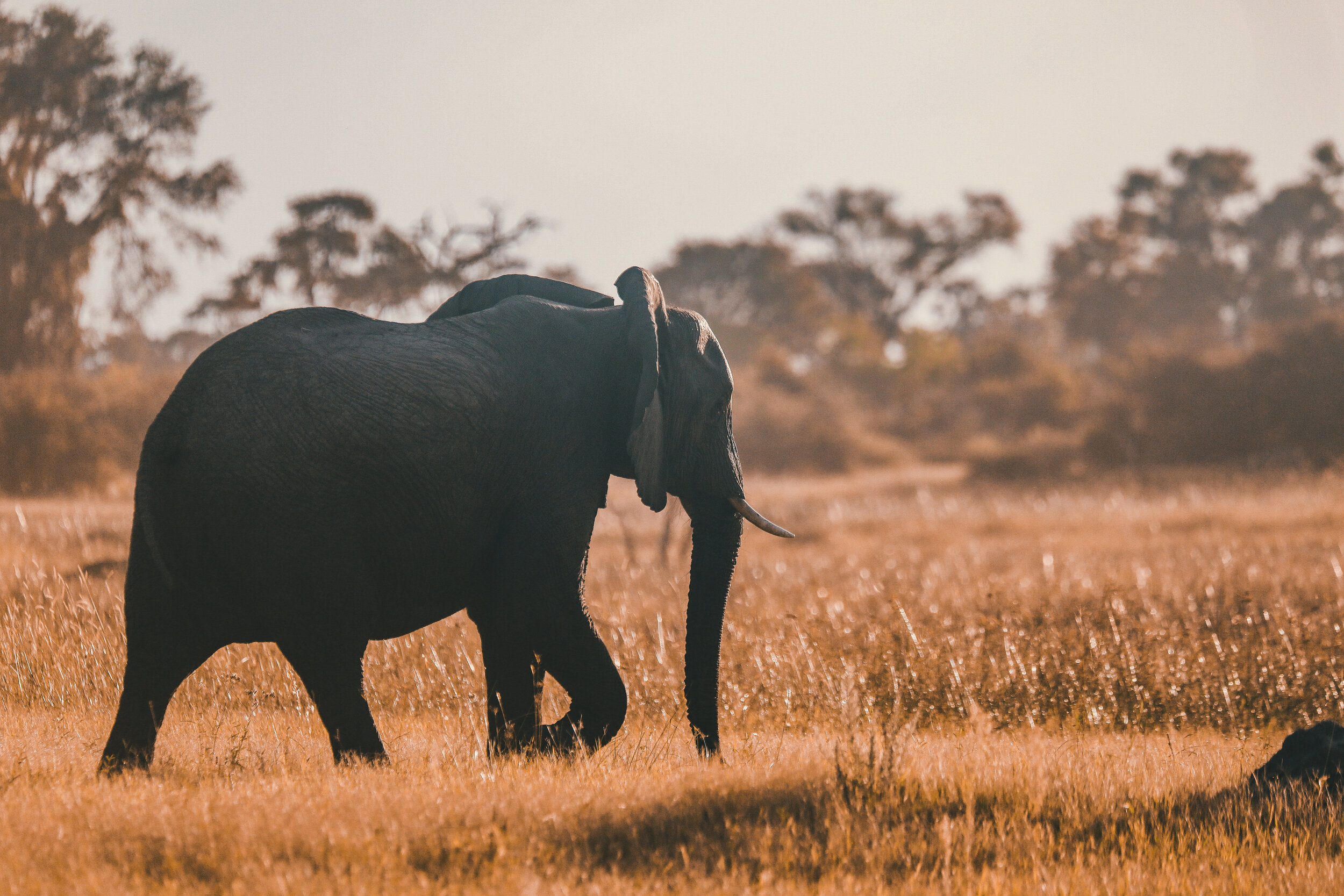 Tracking elephants on foot in Botswana 