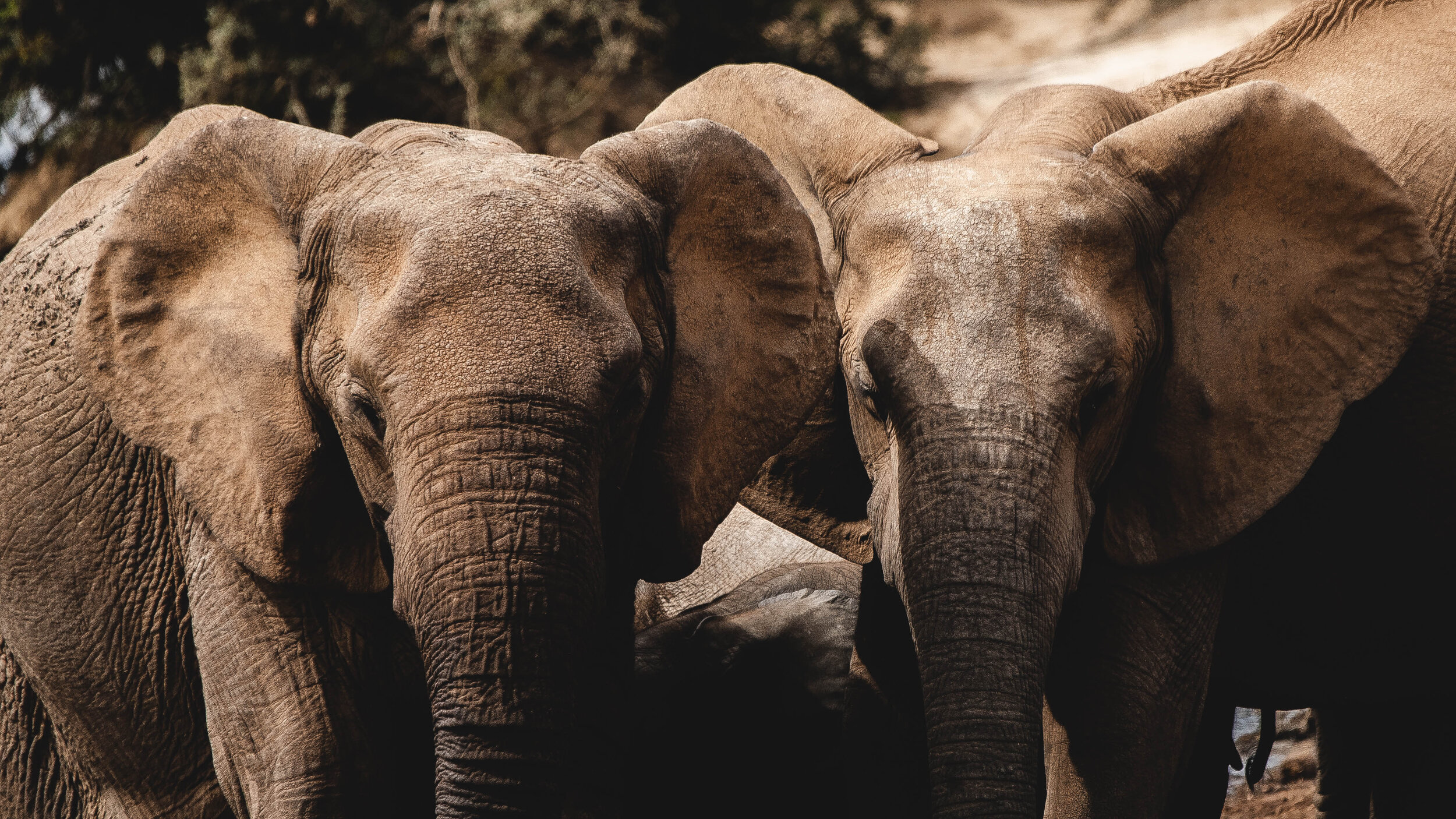 Elephant National Park South Africa