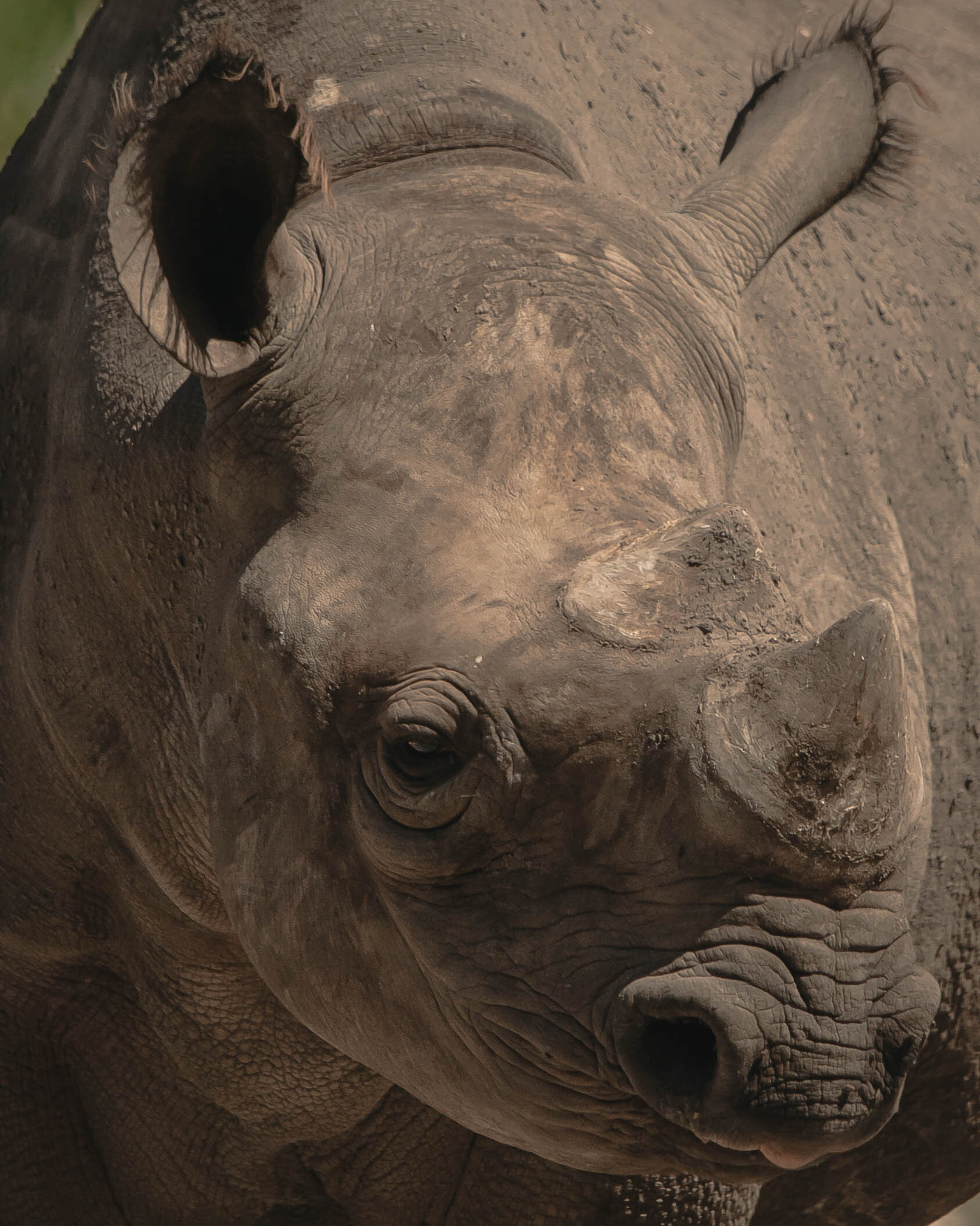 African Black Rhino