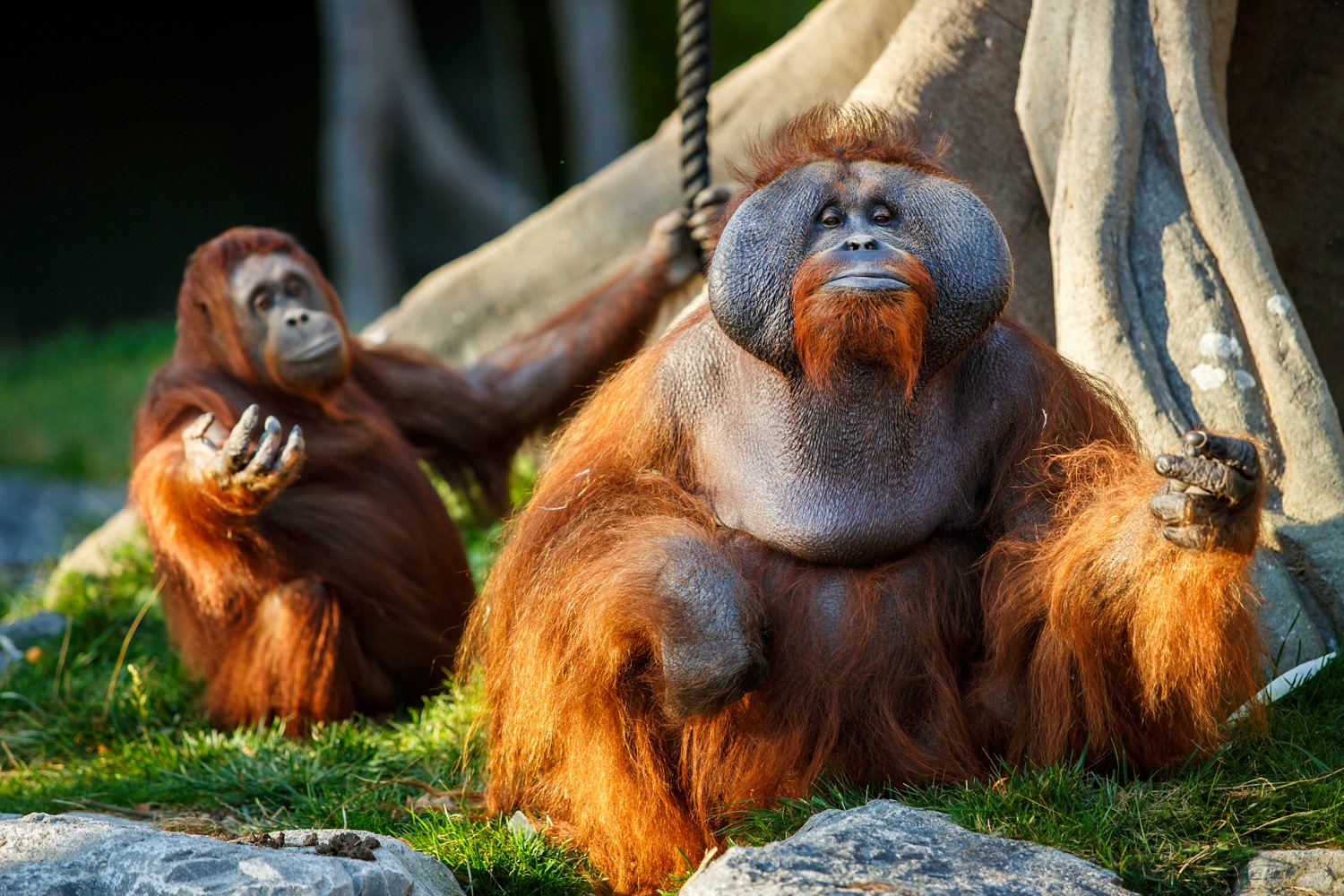 Dublin-Zoo-wedding-Elisha-Clarke-Photography_0131.jpg