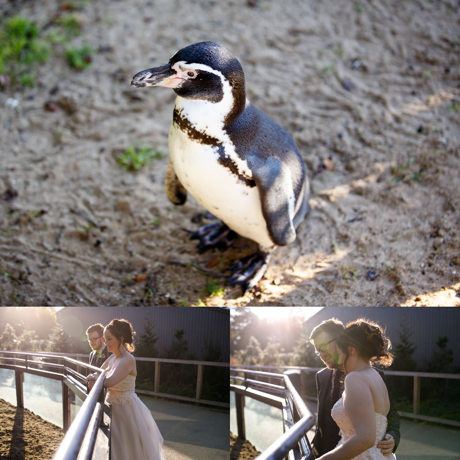 Dublin-Zoo-wedding-Elisha-Clarke-Photography_0142.jpg