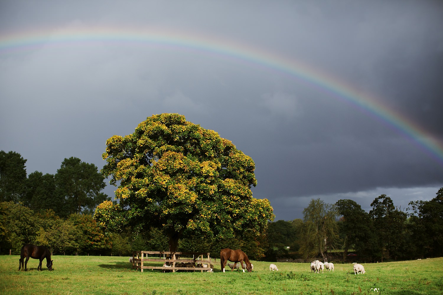 Elisha-Clarke-Photography-Ballymagarvey_00310.jpg