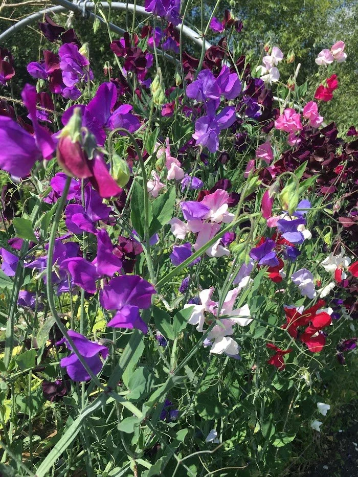 sweetpeas.JPG