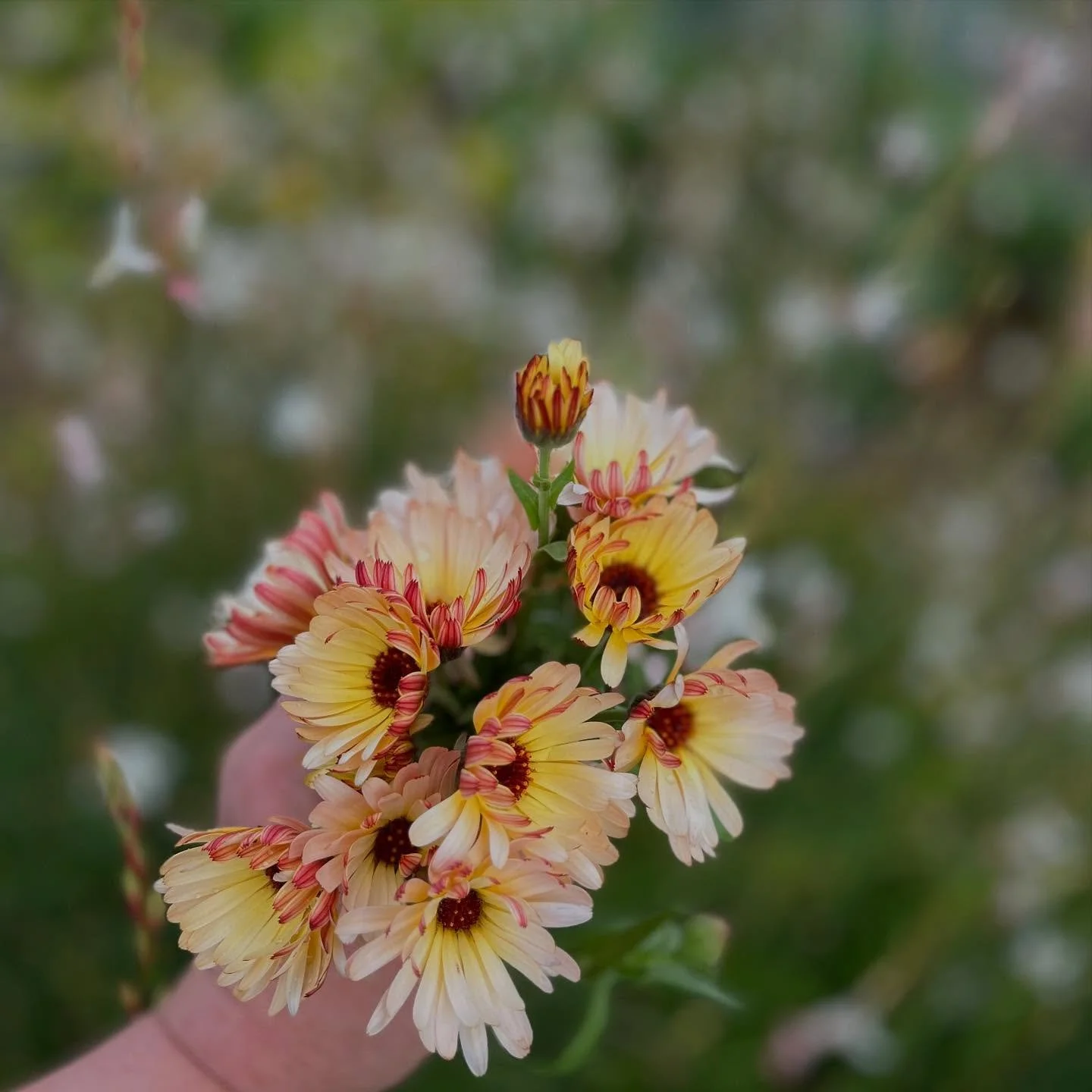 Calendula - Touch of red, easily one of my favourites, from the tiny buds to the seed heads, they always delight me. The simplest of flowers, always in the cutting garden x