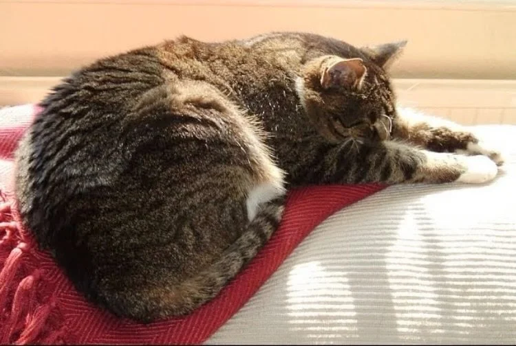 Squeak - when the sun is shining, but it&rsquo;s freezing outside, there&rsquo;s only one place to be - back of the sofa watching the world go by, best seat in the house!  He&rsquo;s been gone over a decade now, but his twenty-three years were full o