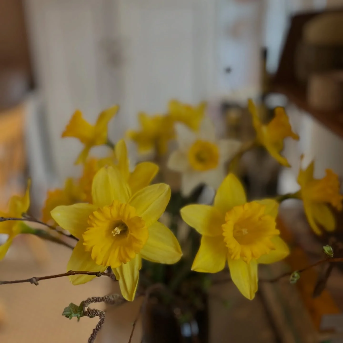 St David&rsquo;s Day - proud of my Welsh roots and celebrating Dydd Gwyl Dewi 🏴󠁧󠁢󠁷󠁬󠁳󠁿

St David&rsquo;s Day