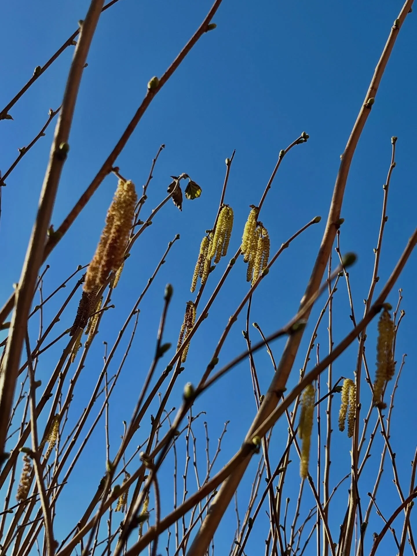 Saturday - Early morning frost, blue skies and sunshine, that will do nicely x x 

February mornings 
Frosty morning
Blue skies
Blue sky
February sunshine 
Hazel catkins
Hazel lambs tails 
My simple life 
Country living Uk 
My country life