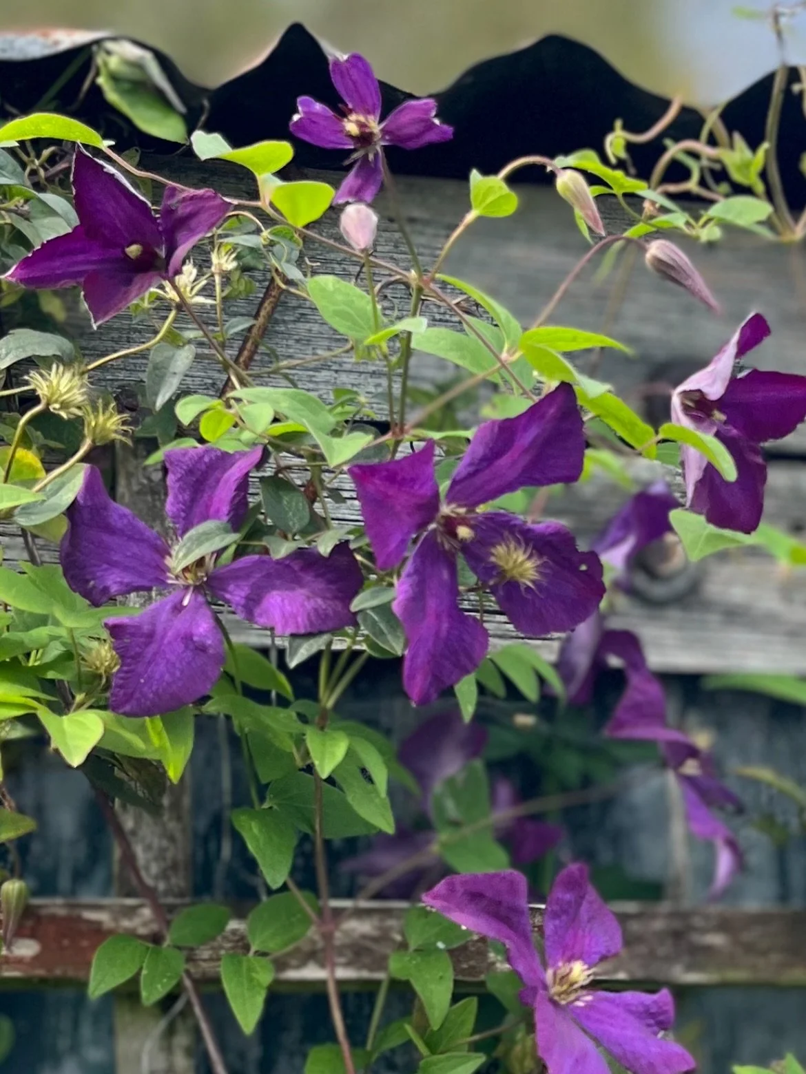 Allotment shed - Clematis Etoile Violette looking gorgeous climbing over our corrugated potting shed on the plot, what a treat x

allotment life
corrugated buildings
clematis
Etoile Violette