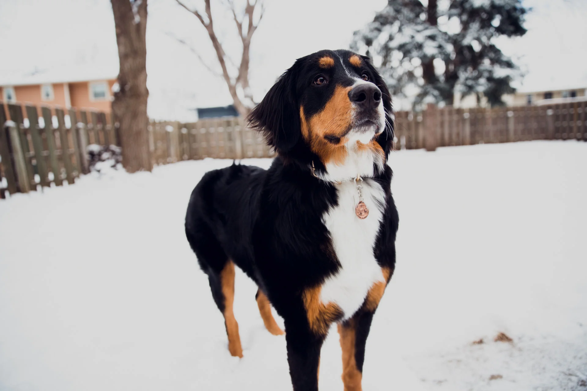 TheSadBasset-56.jpg