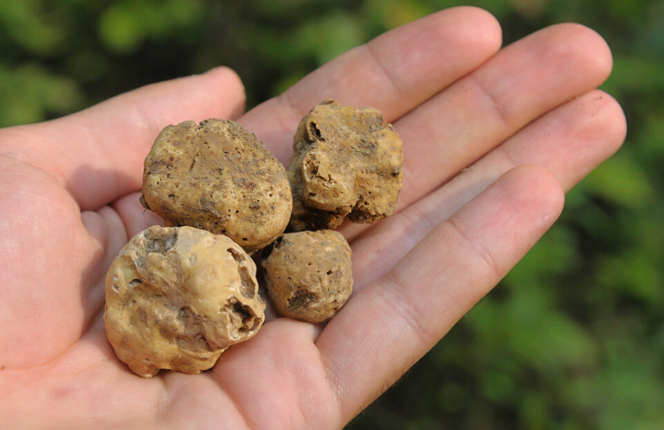 Istria truffles in hand copy.jpg