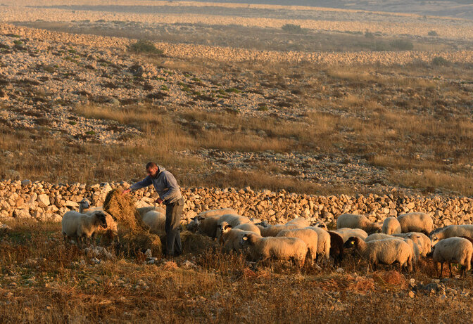 Shepherd with sheep Pag Island_Luka.jpg