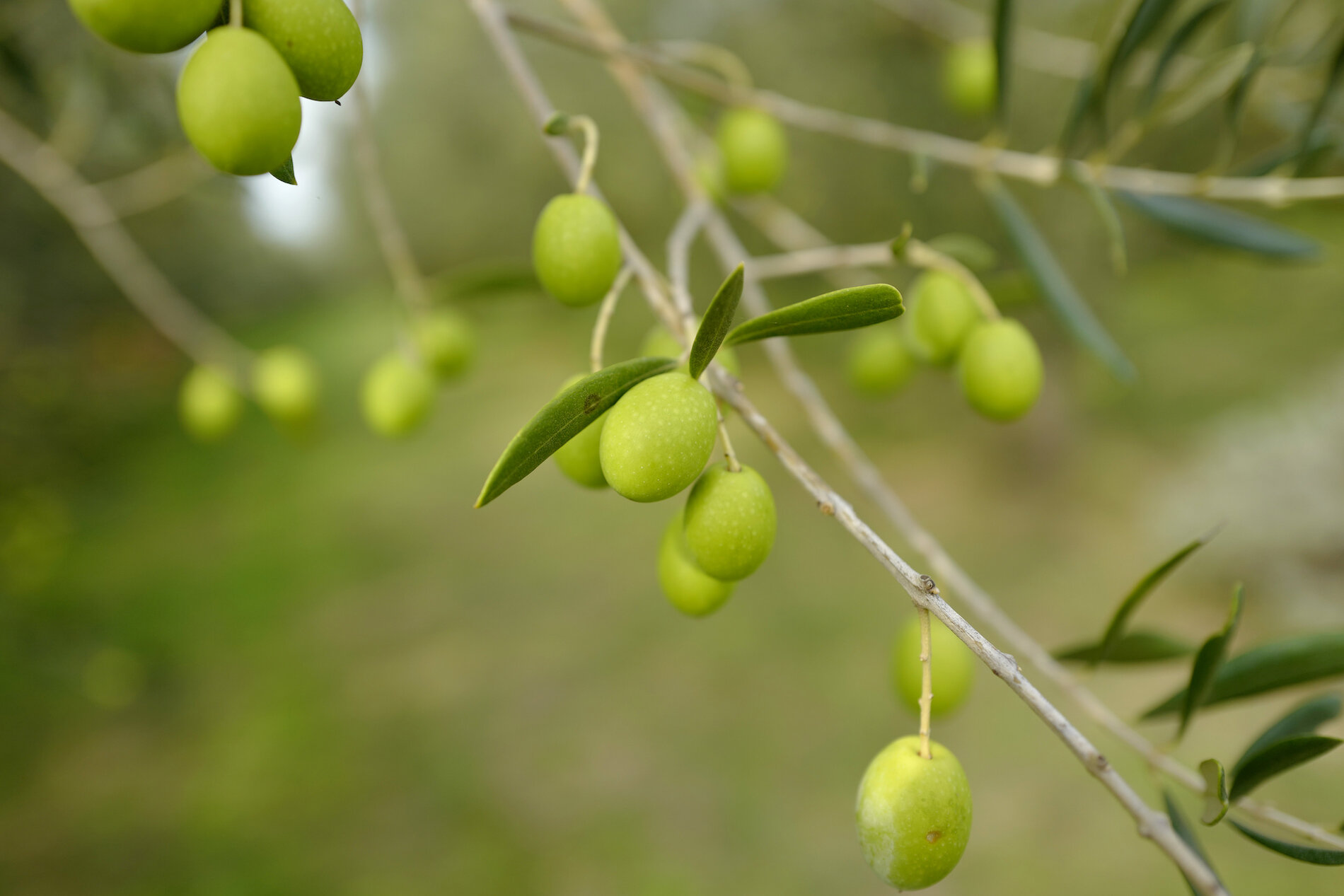 Gramona green olives_Mattpics.jpeg