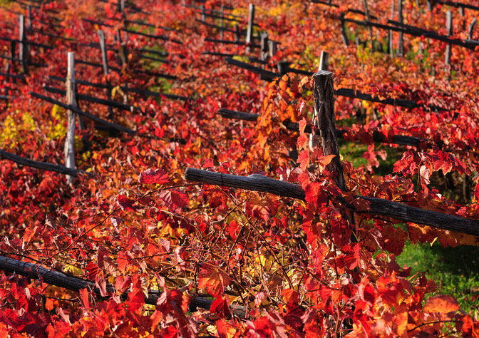 Karst red vineyards_Luka copy.jpeg
