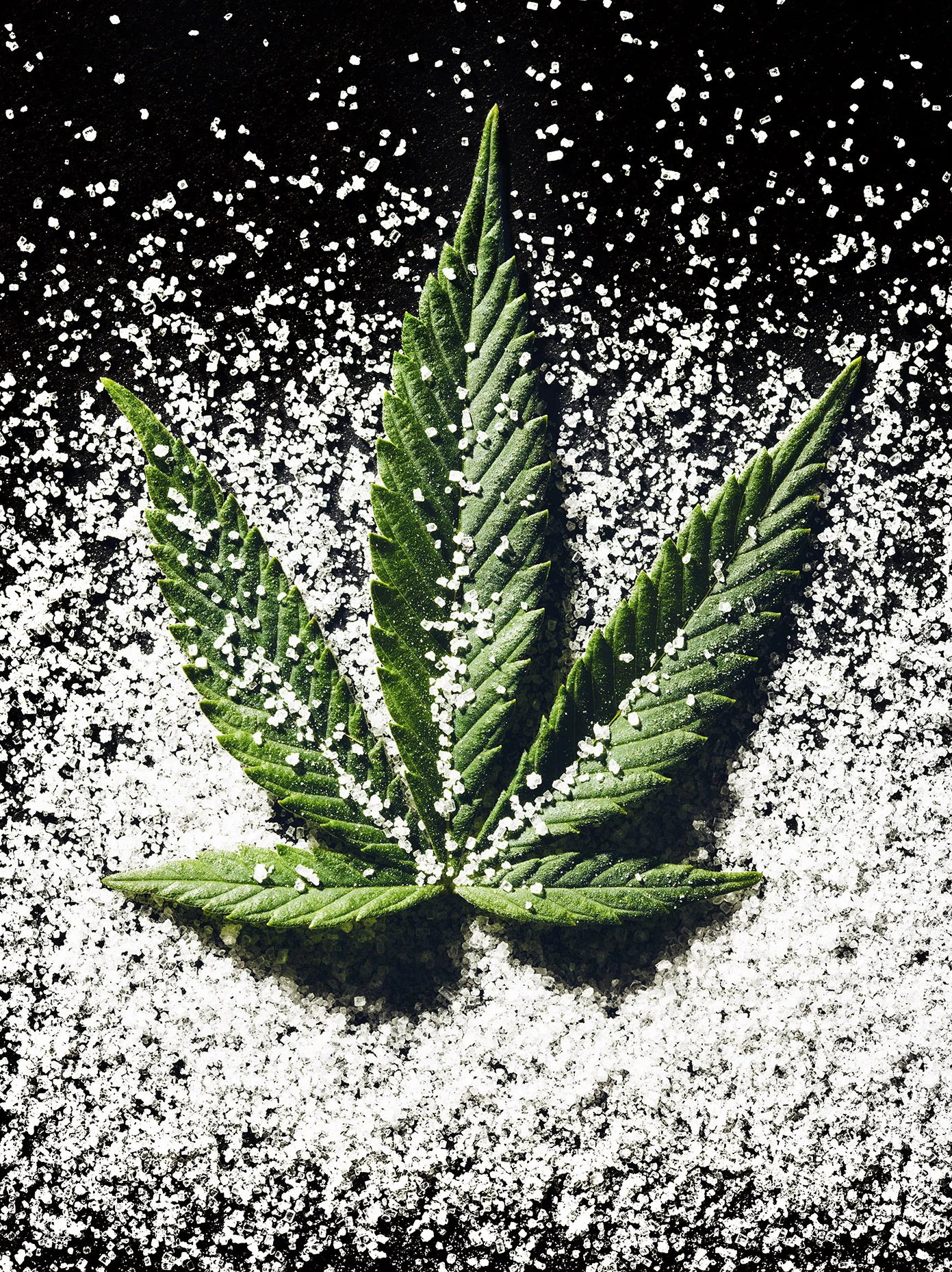 093_Sugar_17901_V1_Final copy.jpg