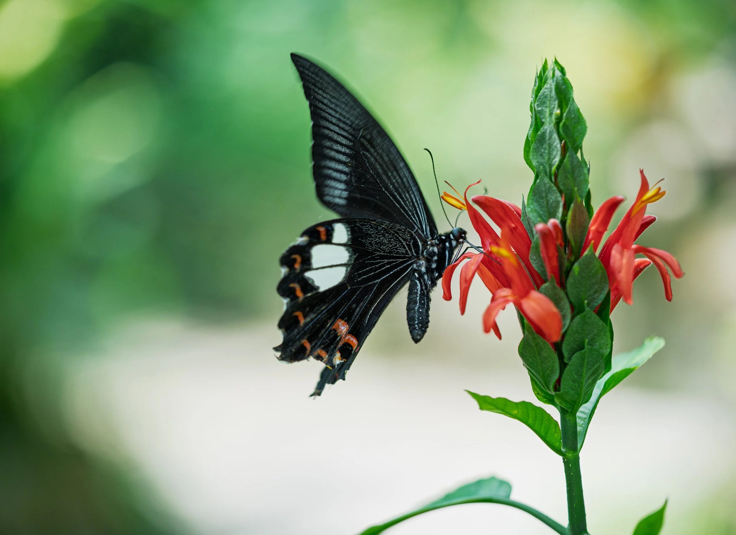Mariposario de Kuala Lumpur