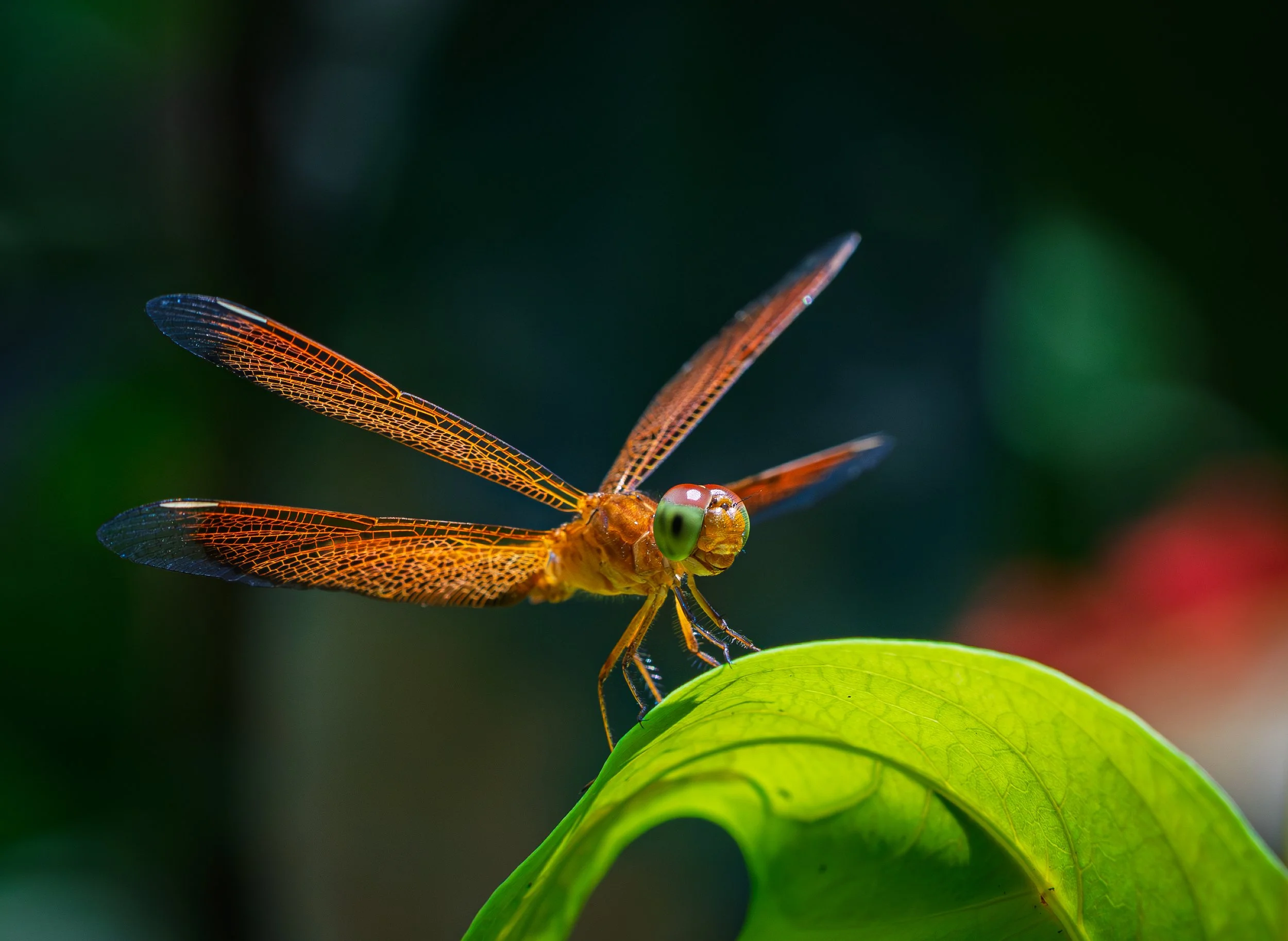 Mariposario de Kuala Lumpur