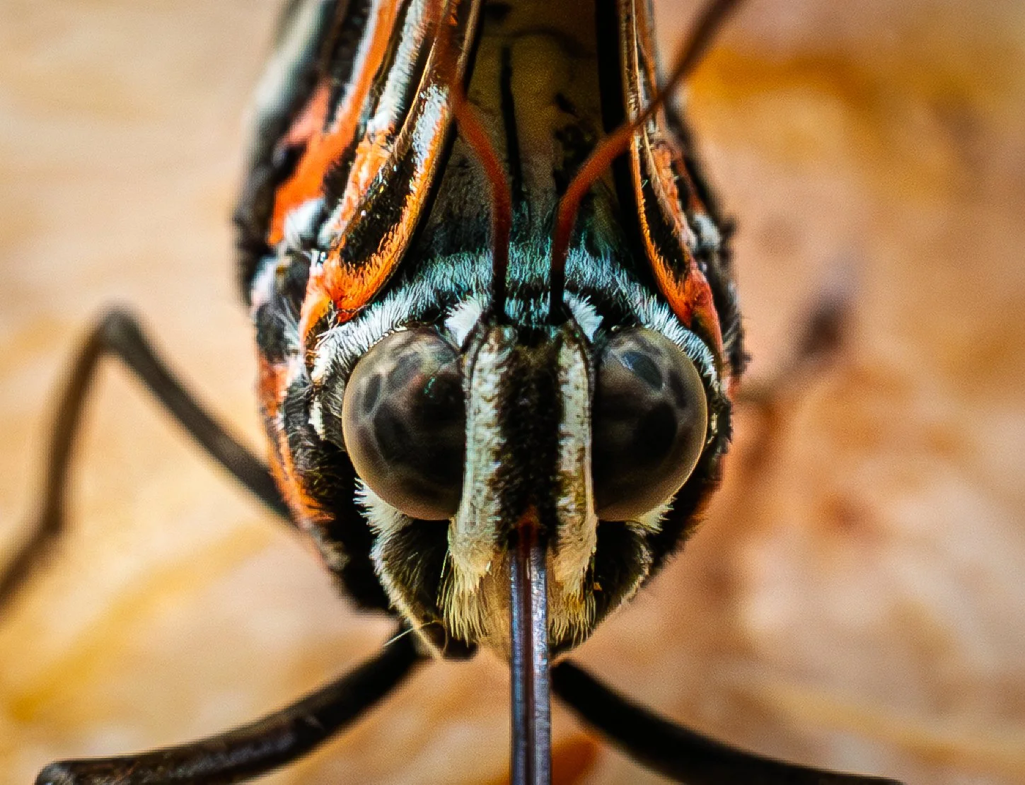 Mariposario de Kuala Lumpur