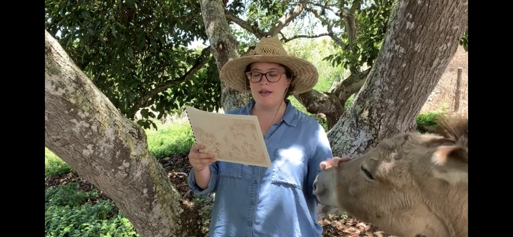 Kona Historical Society presents virtual story time with donkeys