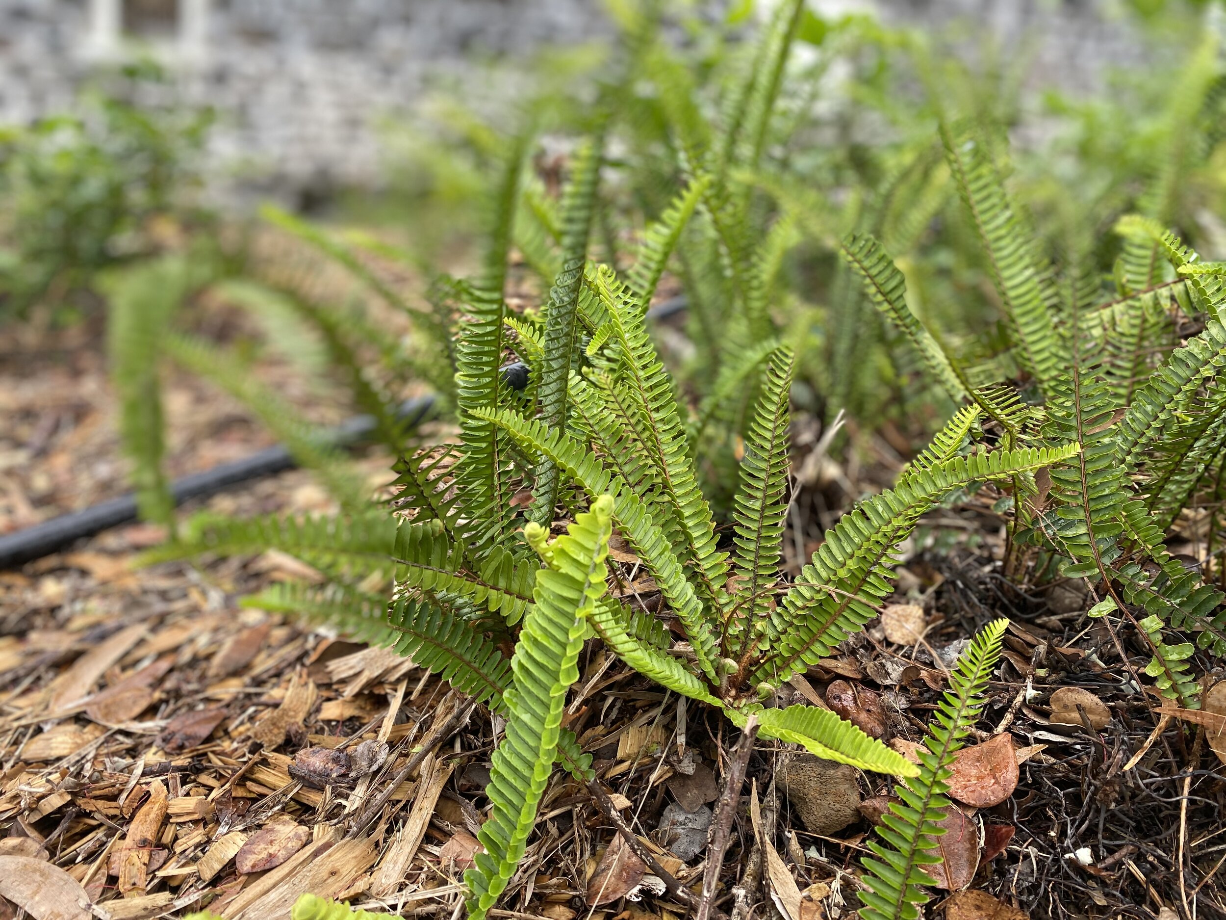 Kupukupu fern