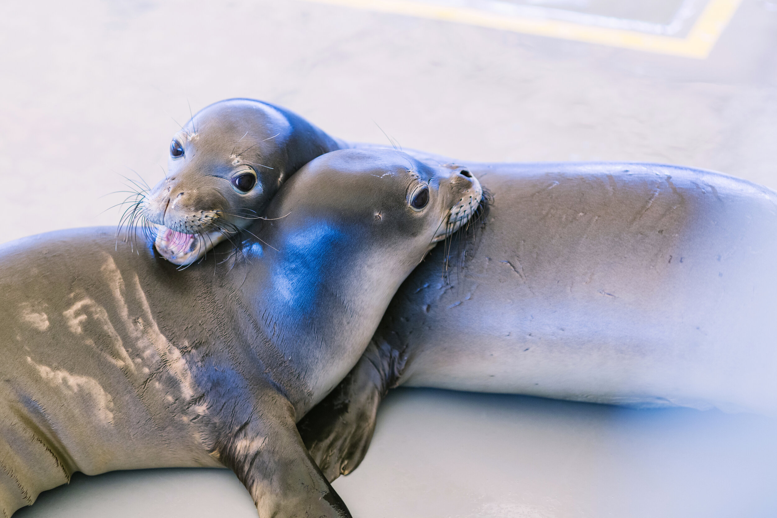 A. HMS_December 2019_photo (4) by Elena Graham © The Marine Mammal Center_NOAA permit #18786.jpg